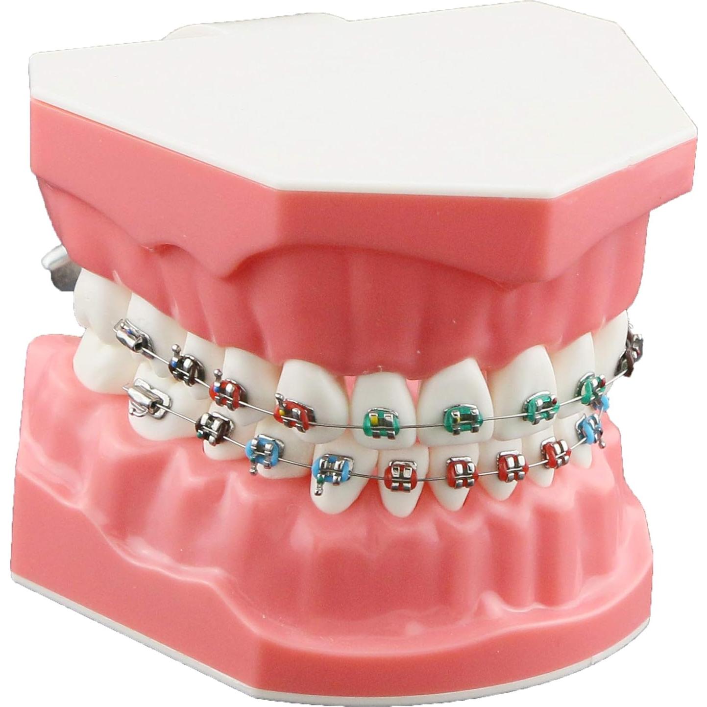 Modelo de Ortodoncia Typodont Dentalmall con Soporte Metálico