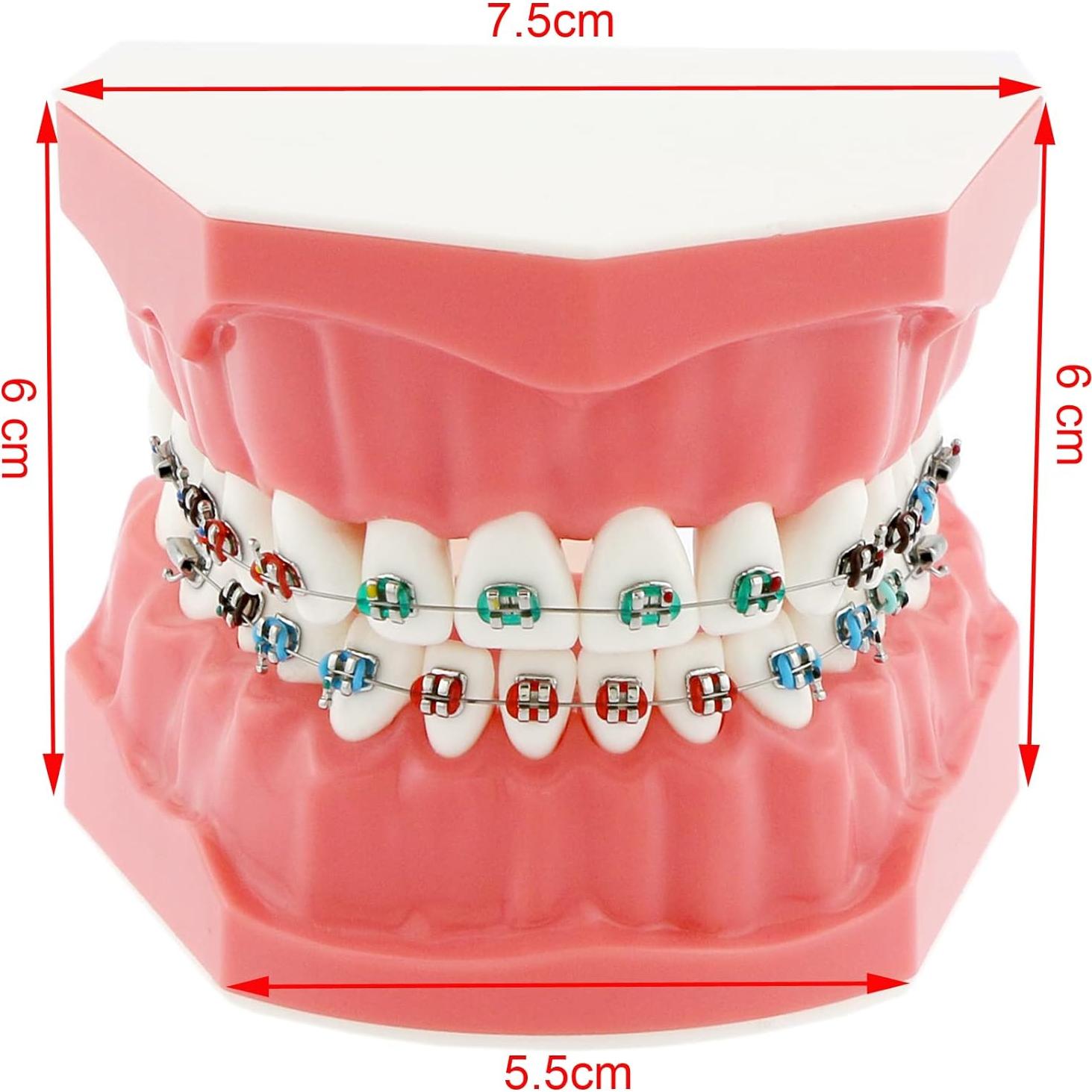 Modelo de Ortodoncia Typodont Dentalmall con Soporte Metálico