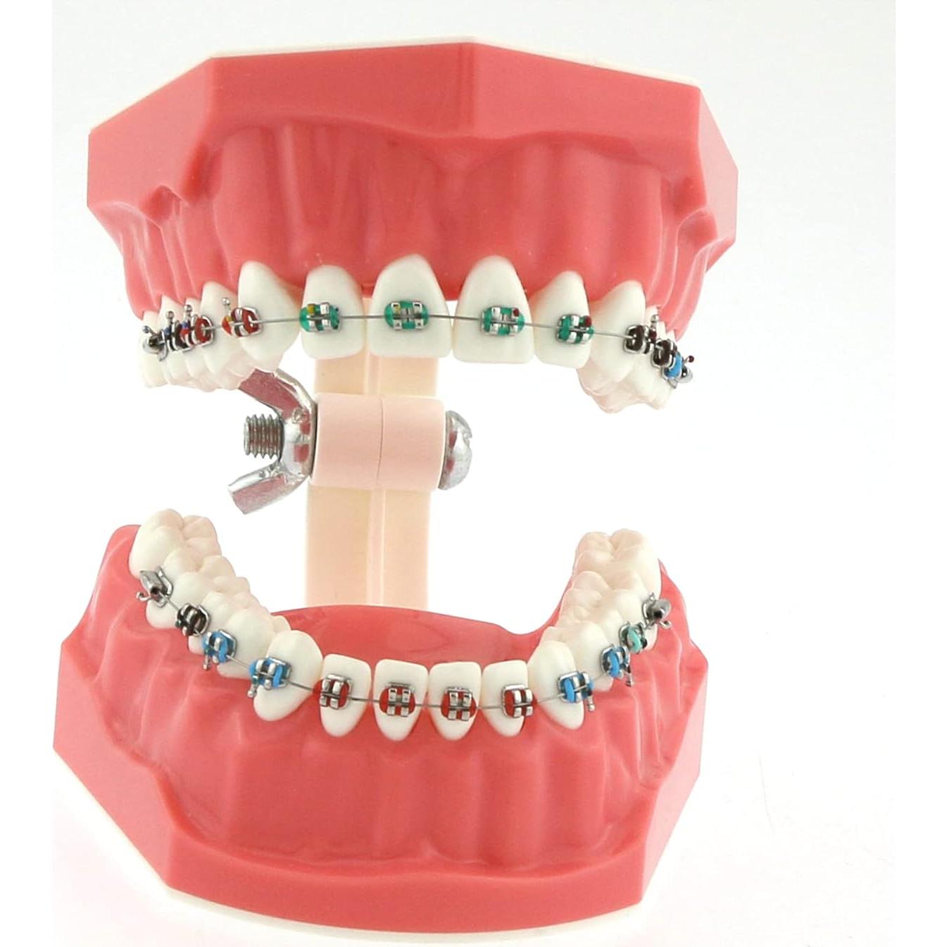 Modelo de Ortodoncia Typodont Dentalmall con Soporte Metálico