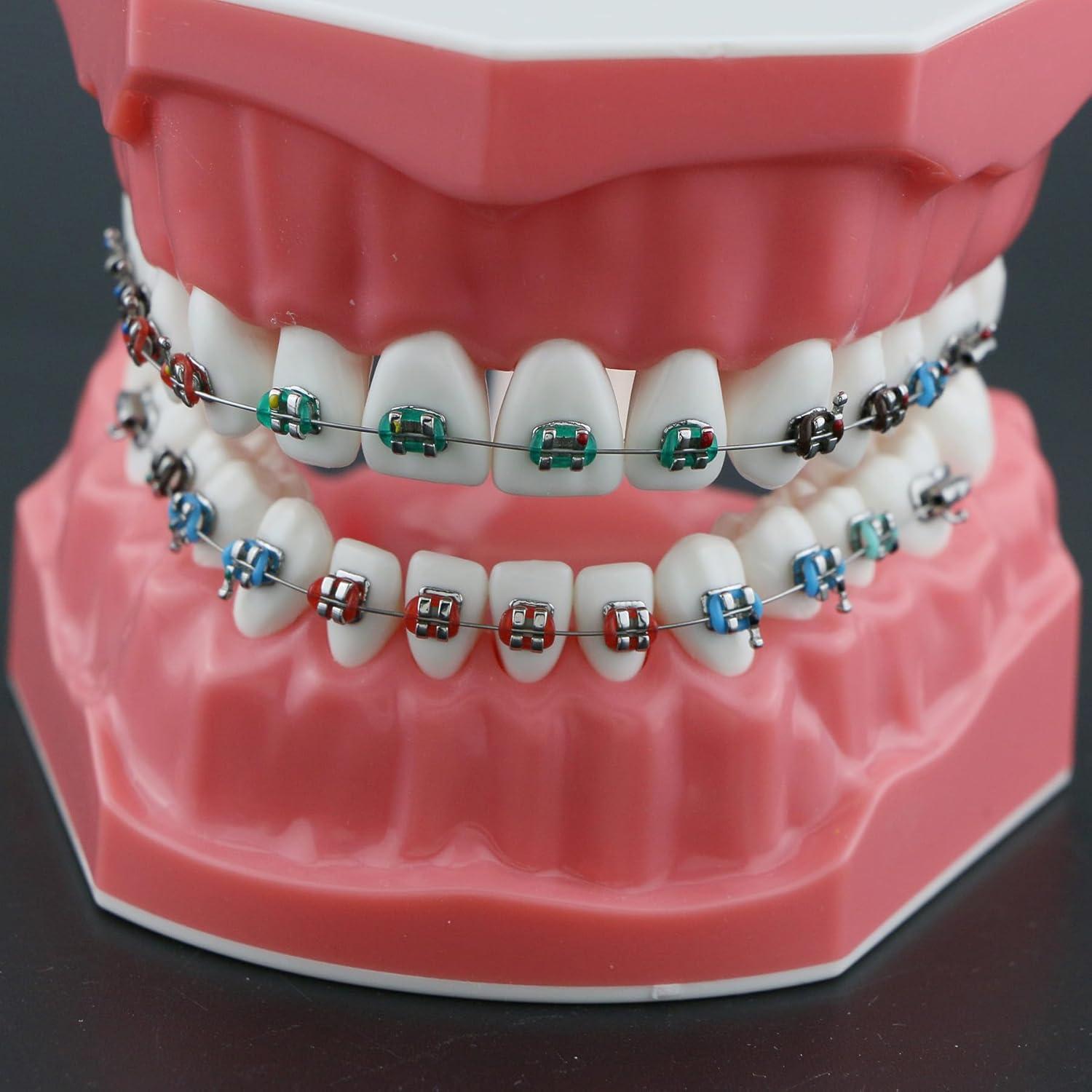 Modelo de Ortodoncia Typodont Dentalmall con Soporte Metálico