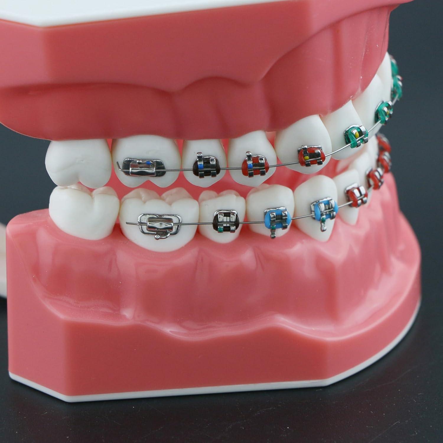 Modelo de Ortodoncia Typodont Dentalmall con Soporte Metálico
