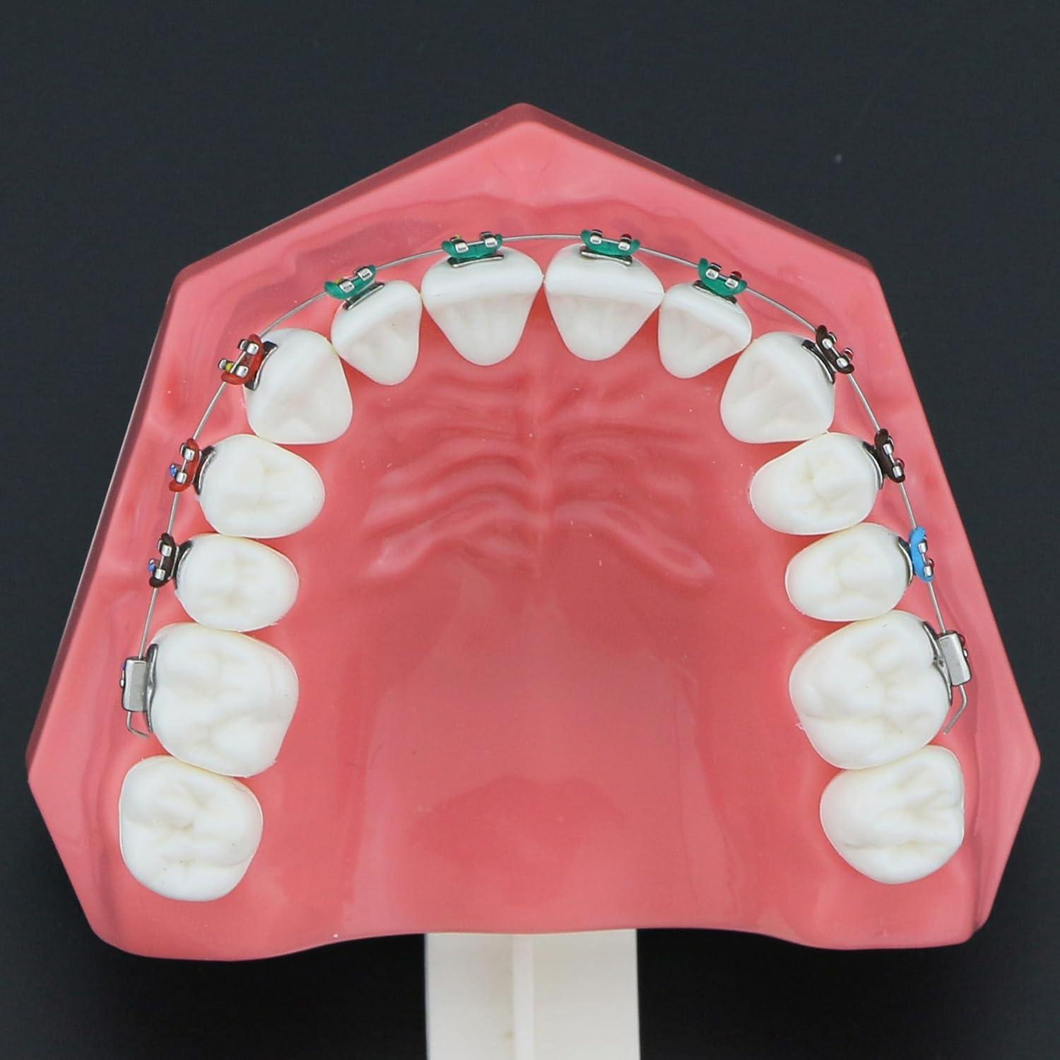 Modelo de Ortodoncia Typodont Dentalmall con Soporte Metálico