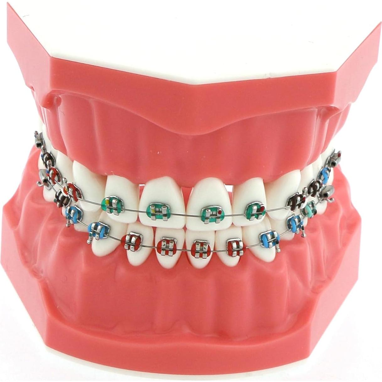 Modelo de Ortodoncia Typodont Dentalmall con Soporte Metálico