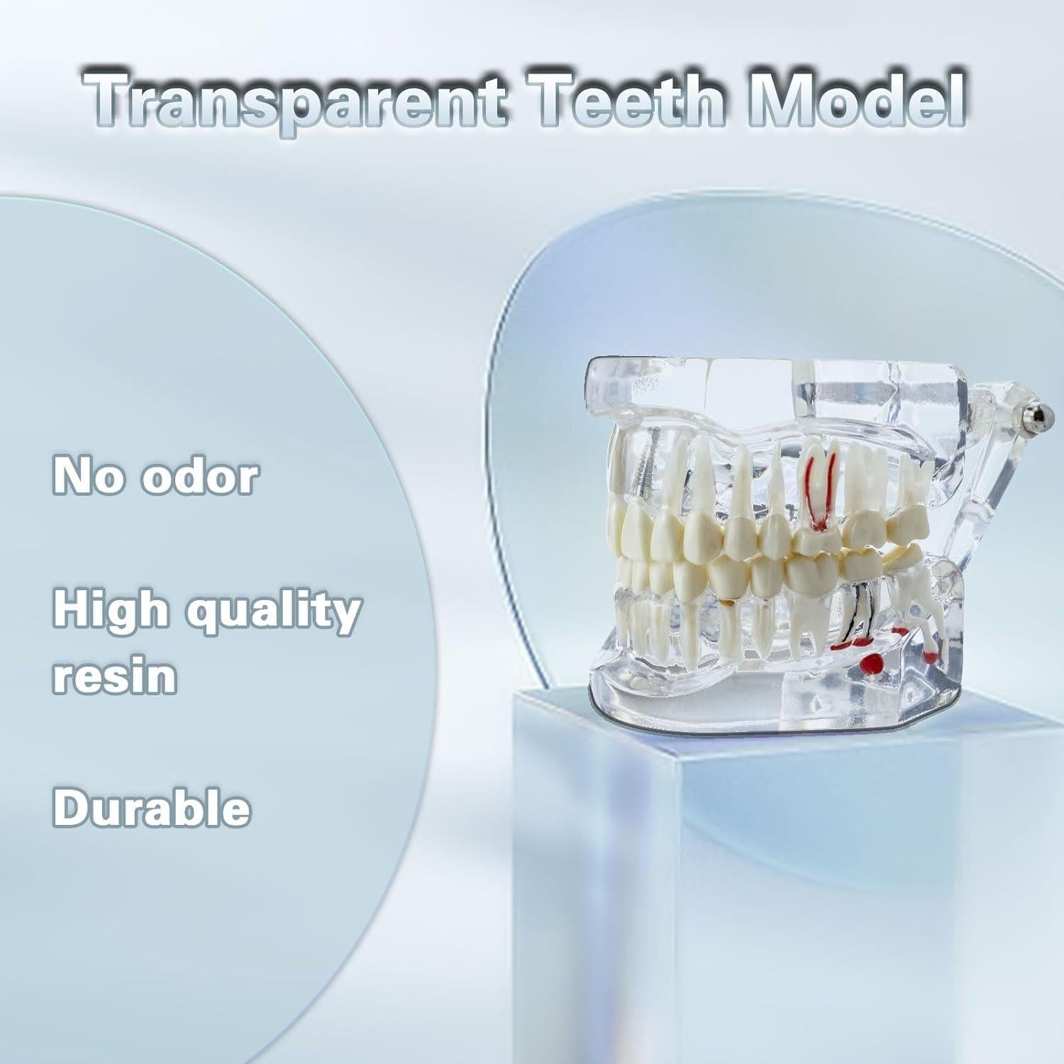 Modelo Dental Transparente Windplusya con Puente e Implantes