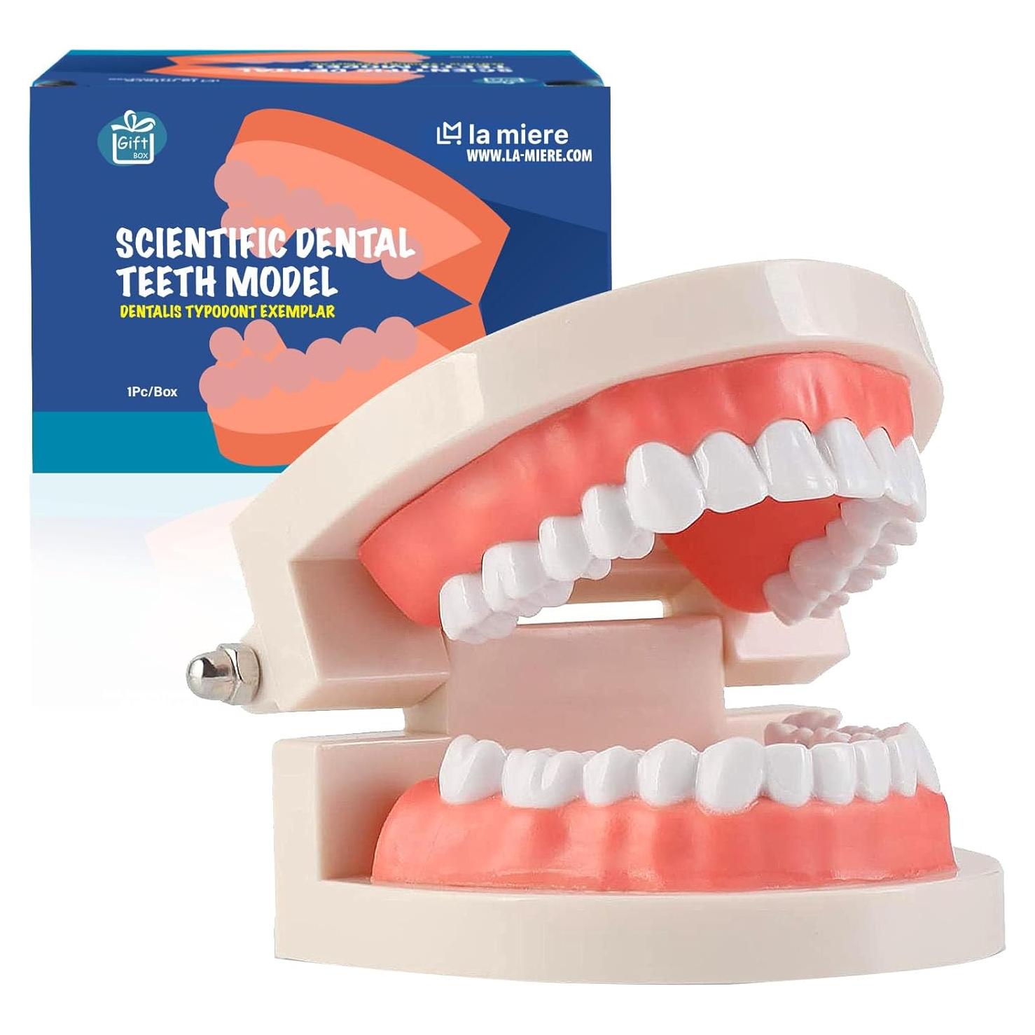 Modelo de Dientes Typodont Adulto LA MIERE para Enseñanza