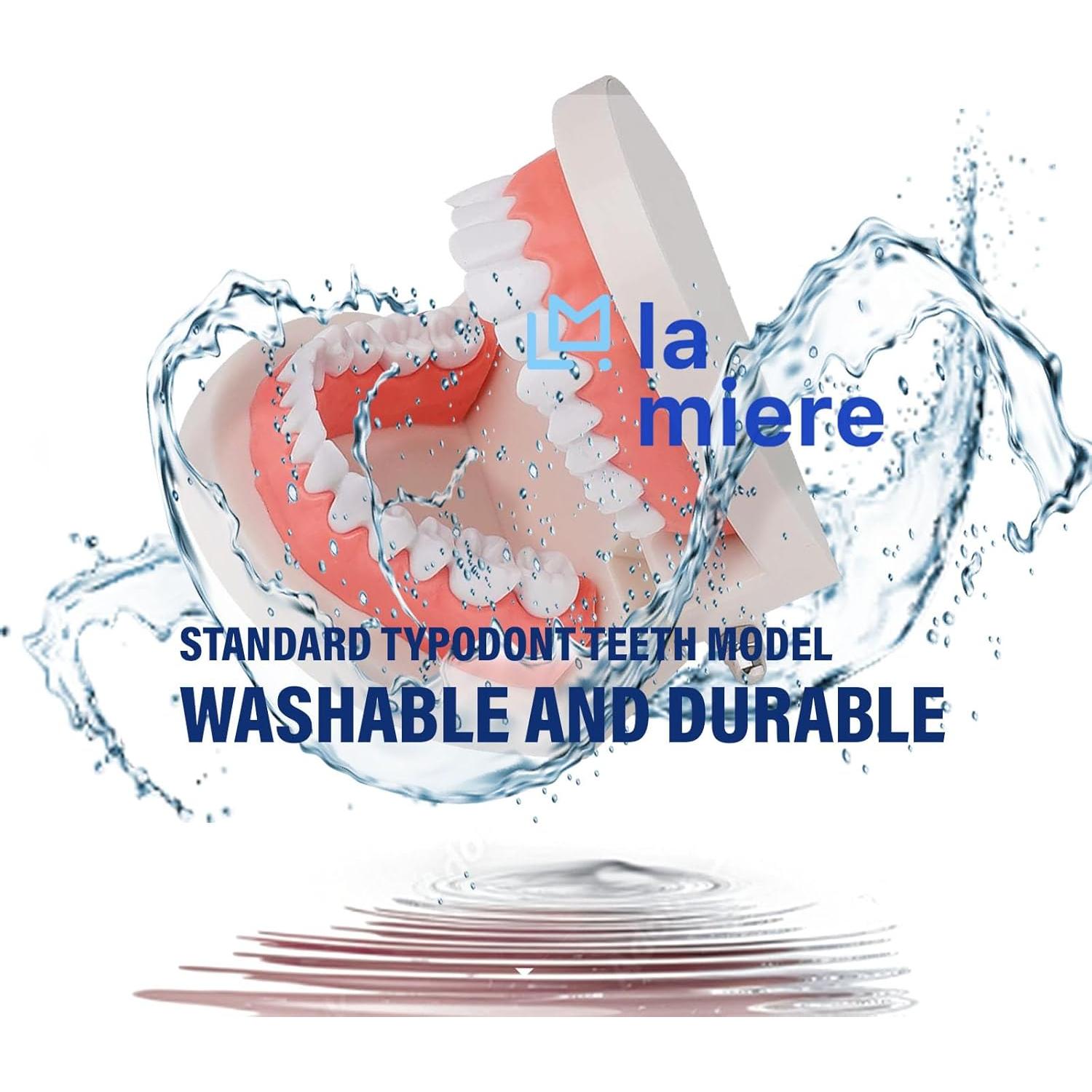 Modelo de Dientes Typodont Adulto LA MIERE para Enseñanza