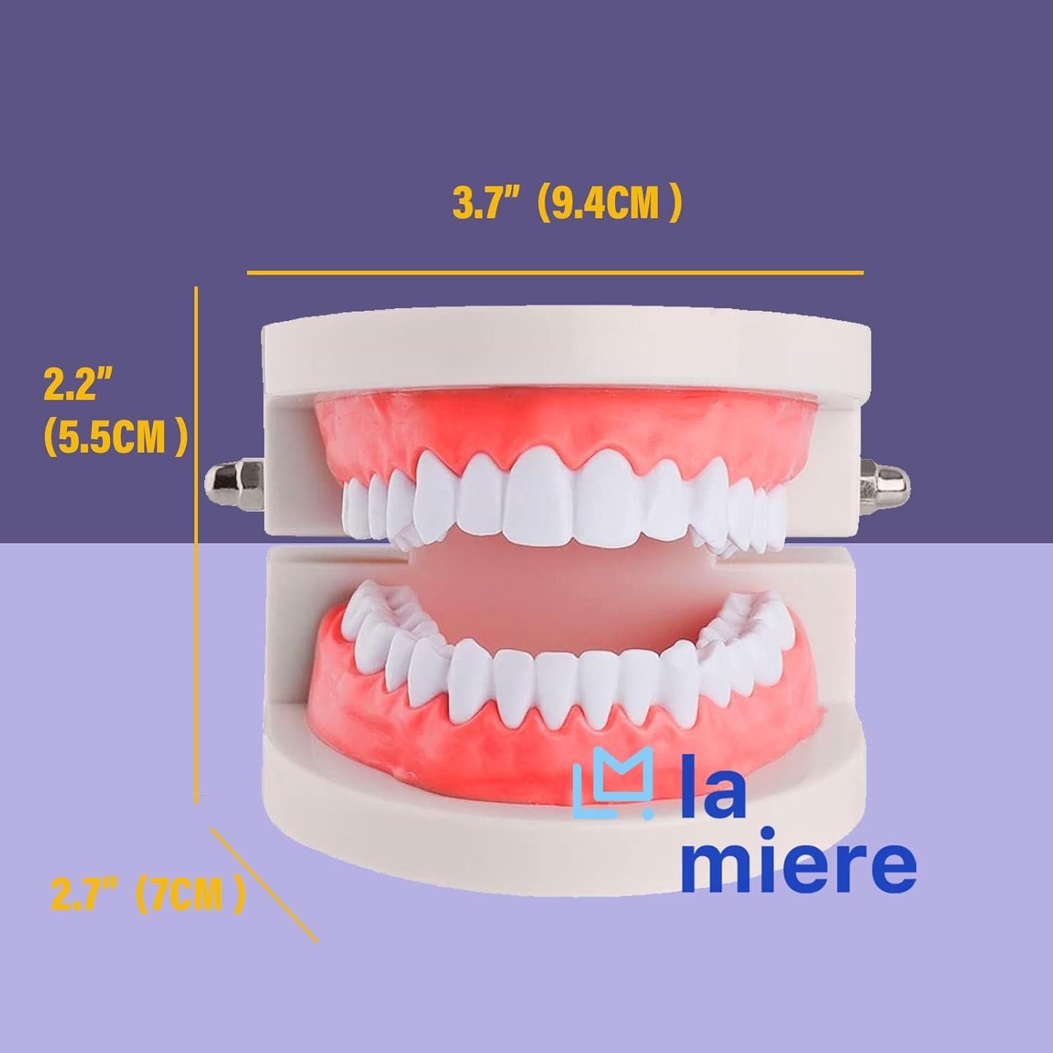 Modelo de Dientes Typodont Adulto LA MIERE para Enseñanza