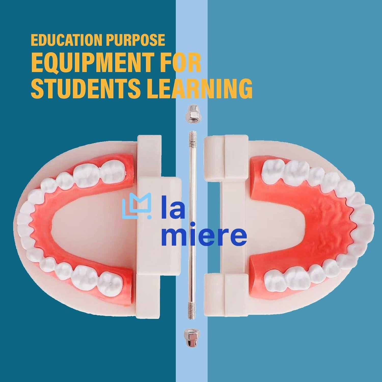 Modelo de Dientes Typodont Adulto LA MIERE para Enseñanza