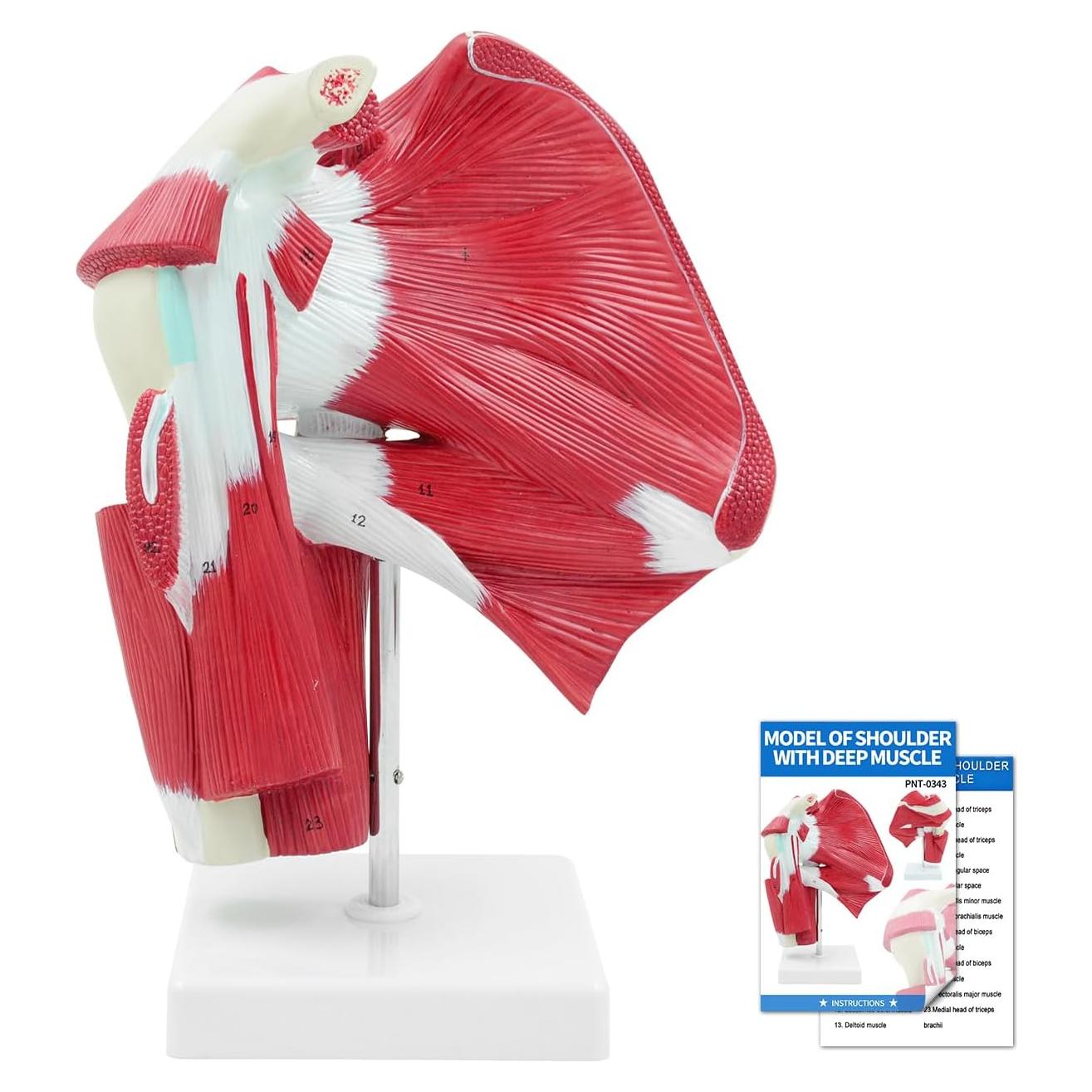 Modelo Anatómico de Articulación del Hombro SFXYJ 1:1 PVC