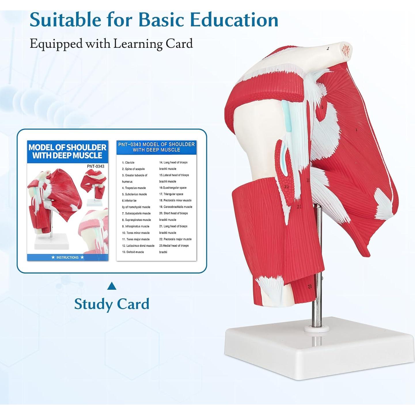 Modelo Anatómico de Articulación del Hombro SFXYJ 1:1 PVC