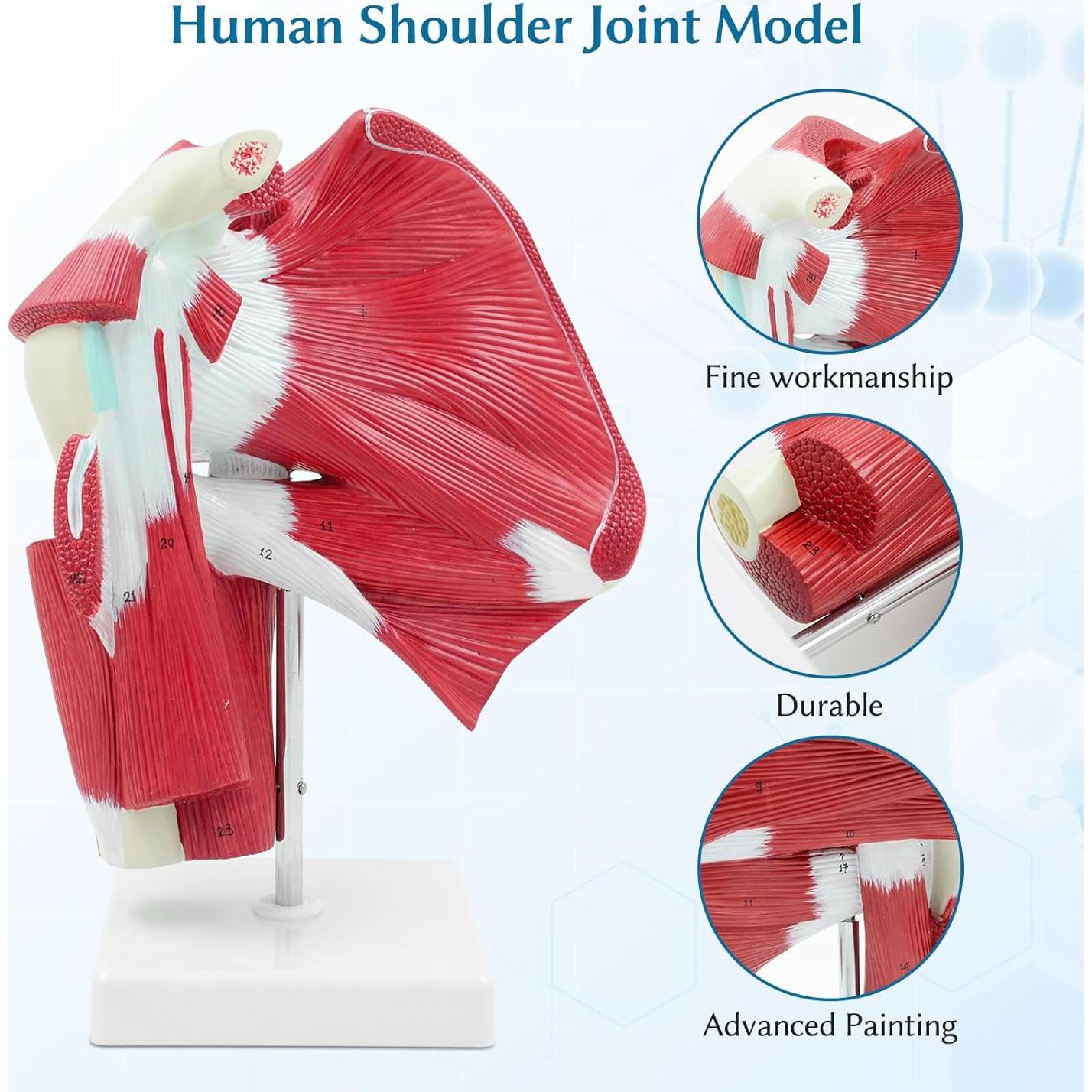Modelo Anatómico de Articulación del Hombro SFXYJ 1:1 PVC