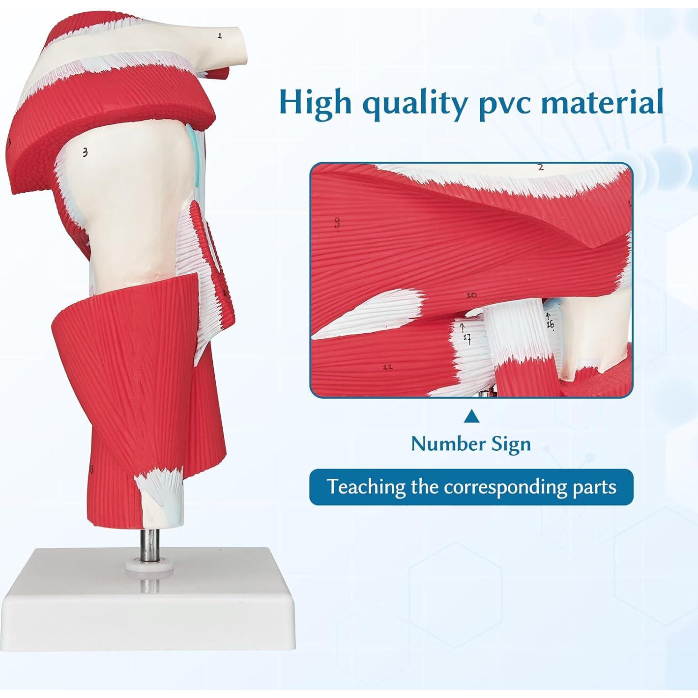 Modelo Anatómico de Articulación del Hombro SFXYJ 1:1 PVC