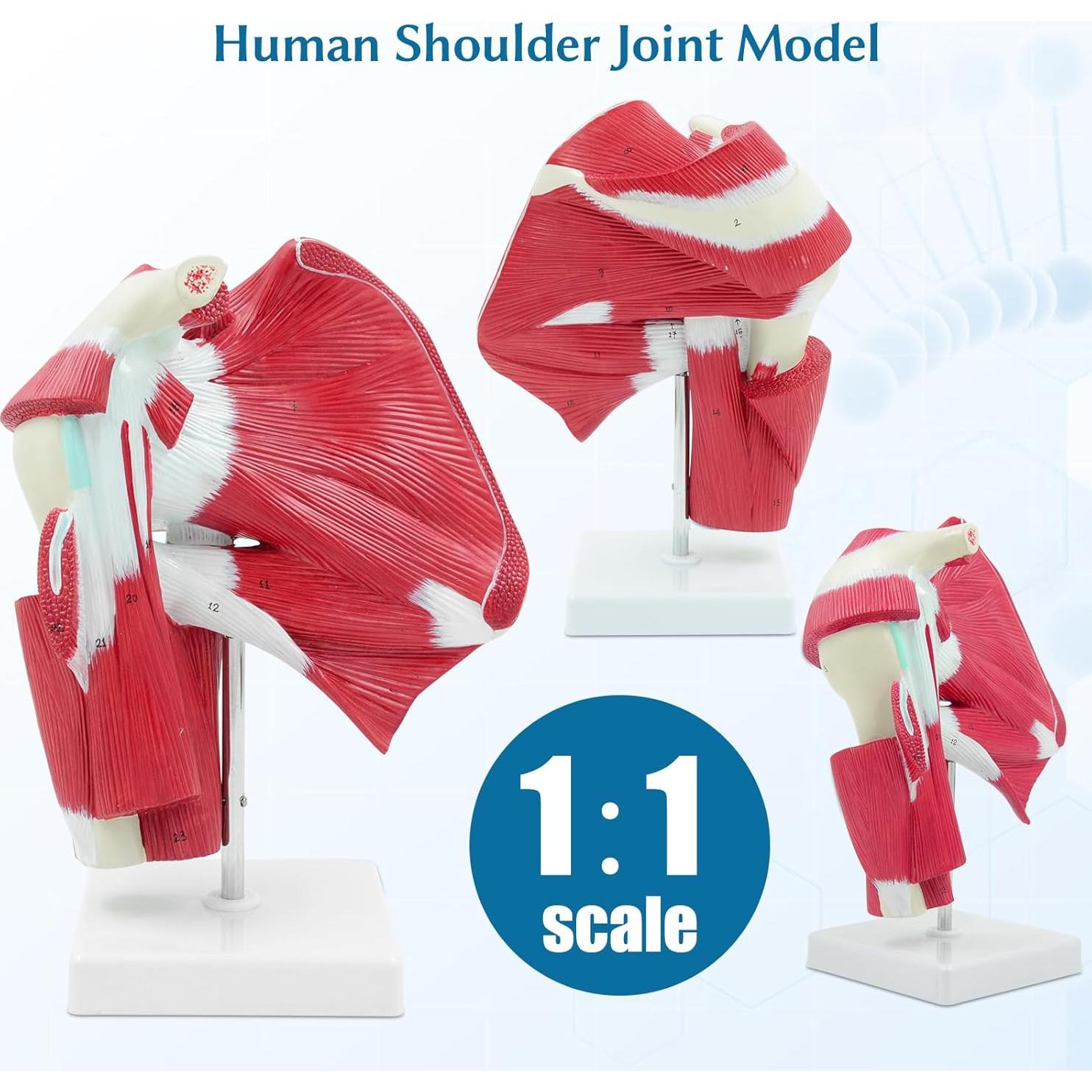 Modelo Anatómico de Articulación del Hombro SFXYJ 1:1 PVC