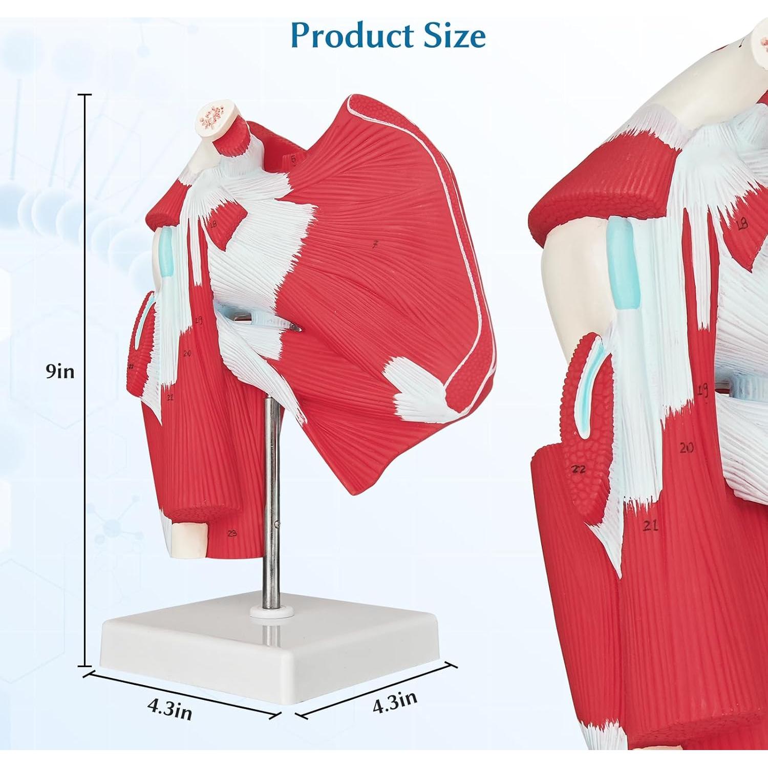 Modelo Anatómico de Articulación del Hombro SFXYJ 1:1 PVC