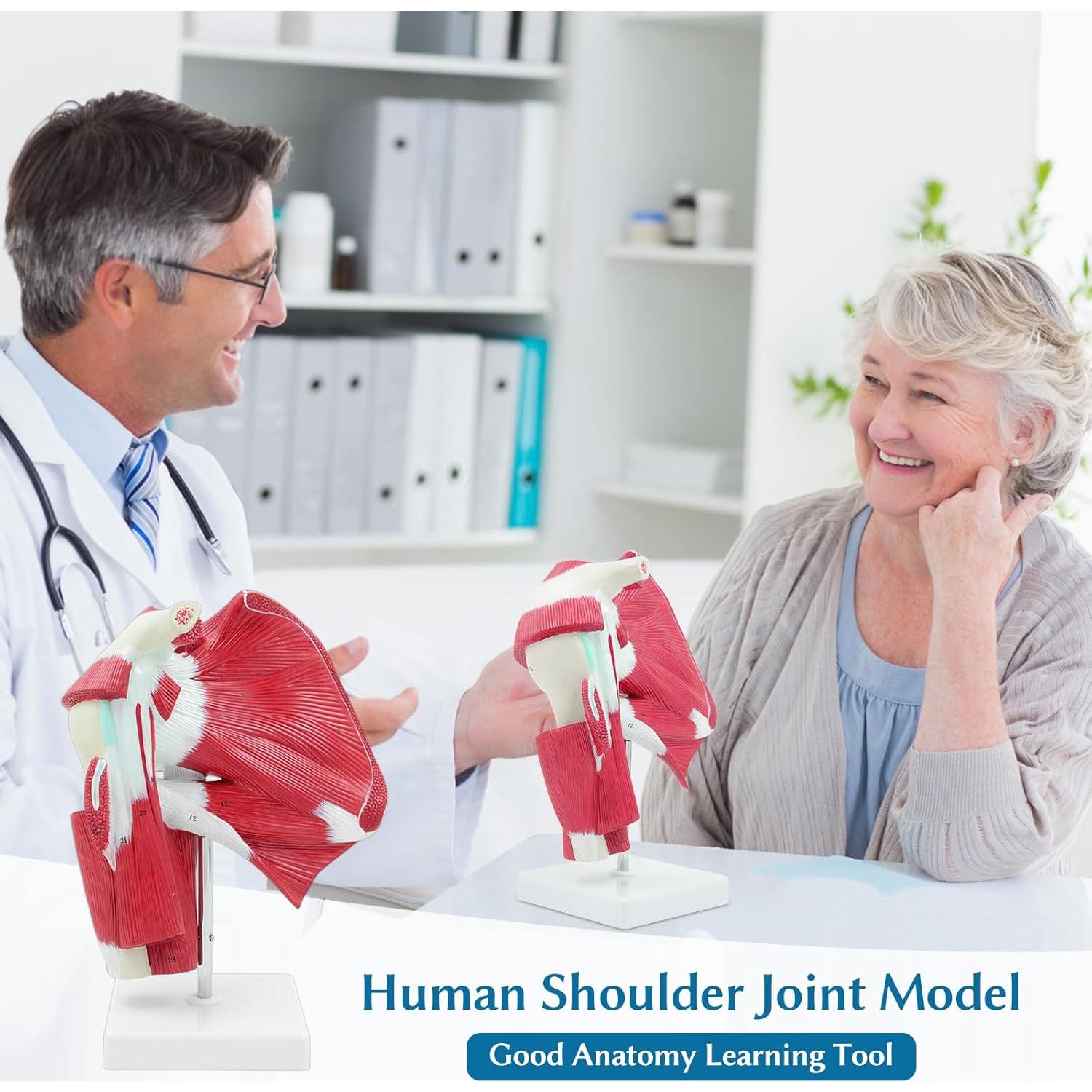 Modelo Anatómico de Articulación del Hombro SFXYJ 1:1 PVC