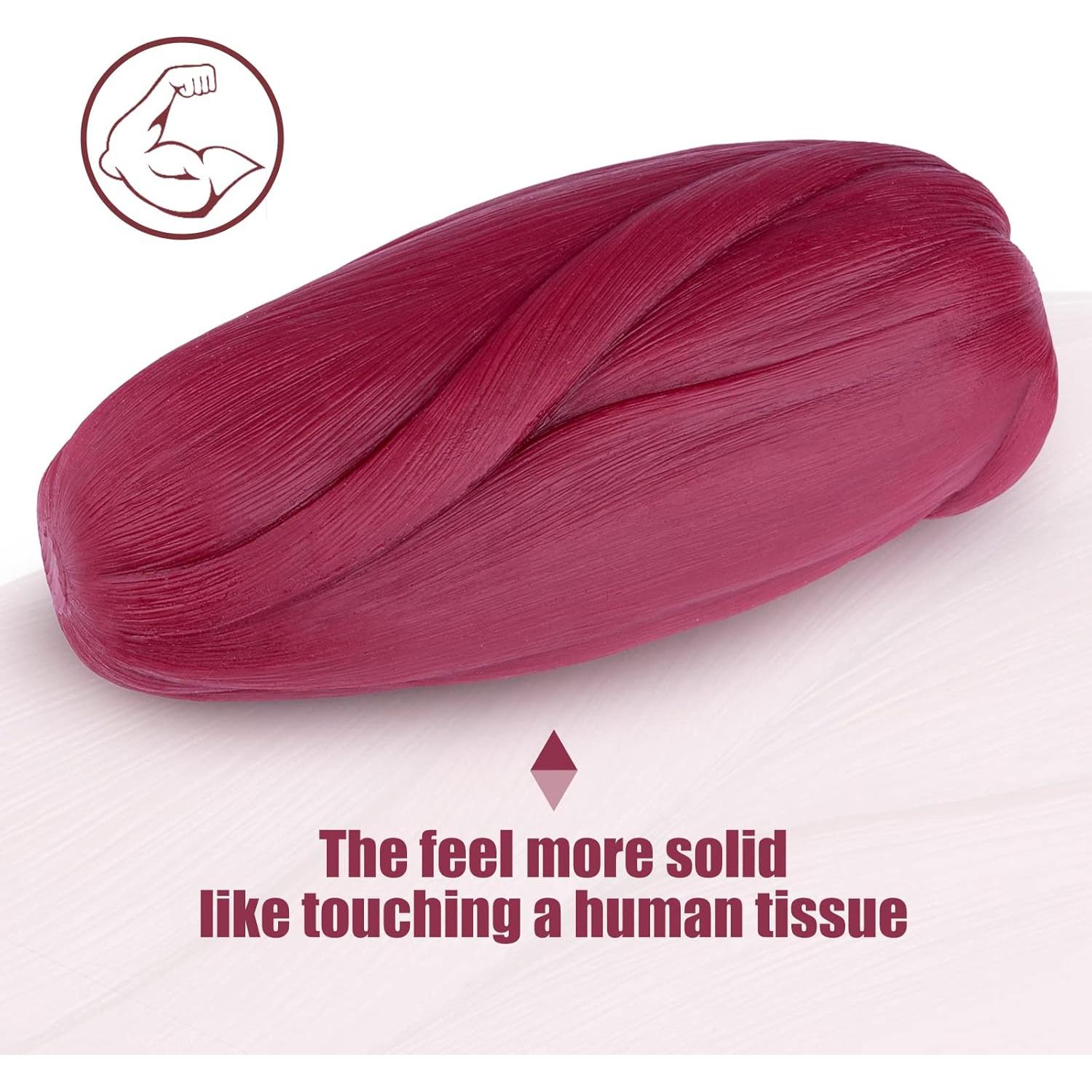 Modelo de Réplica de Músculo Humano 2.27 kg Medarchitect