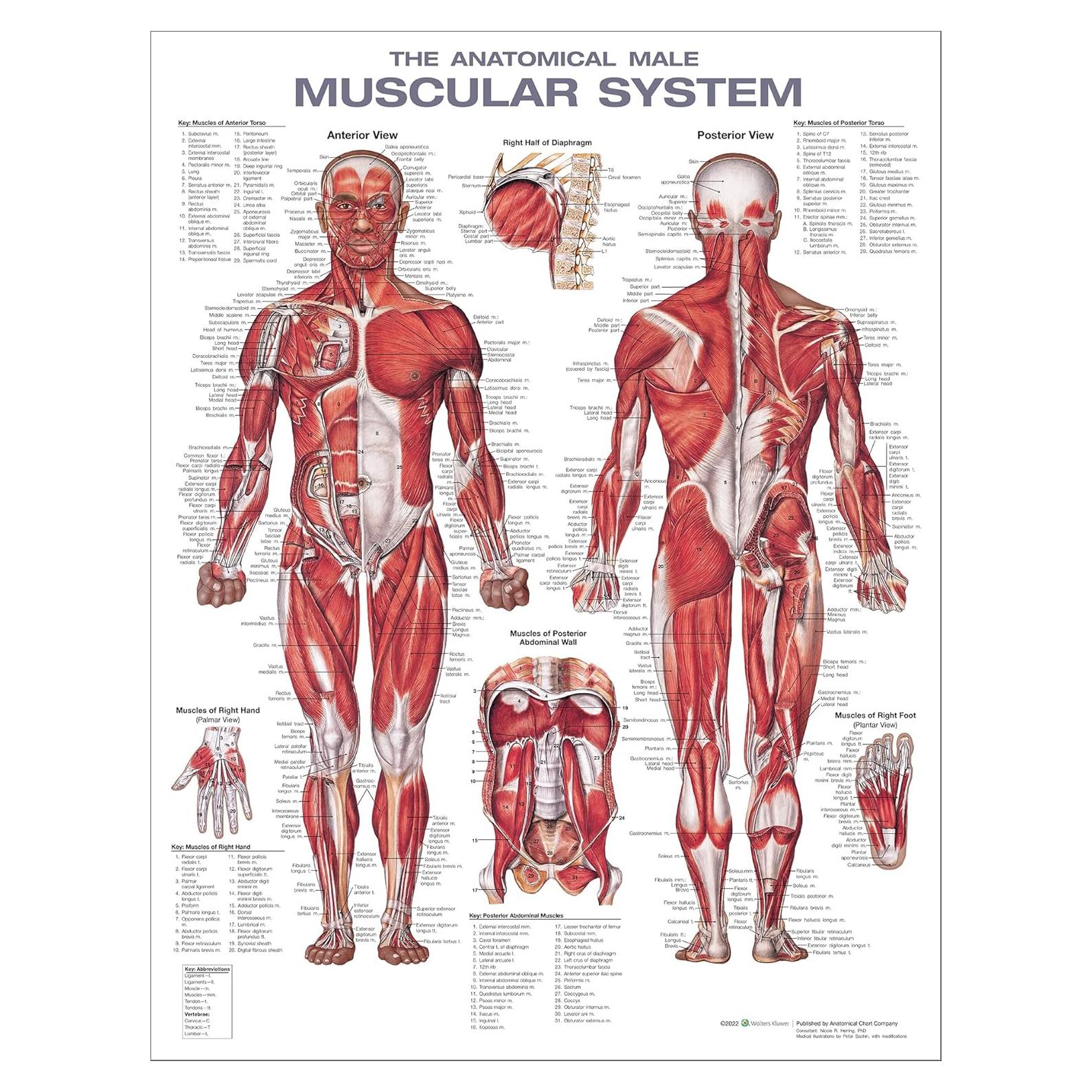 Gráfico Anatómico del Sistema Muscular Laminado 50.8x66cm