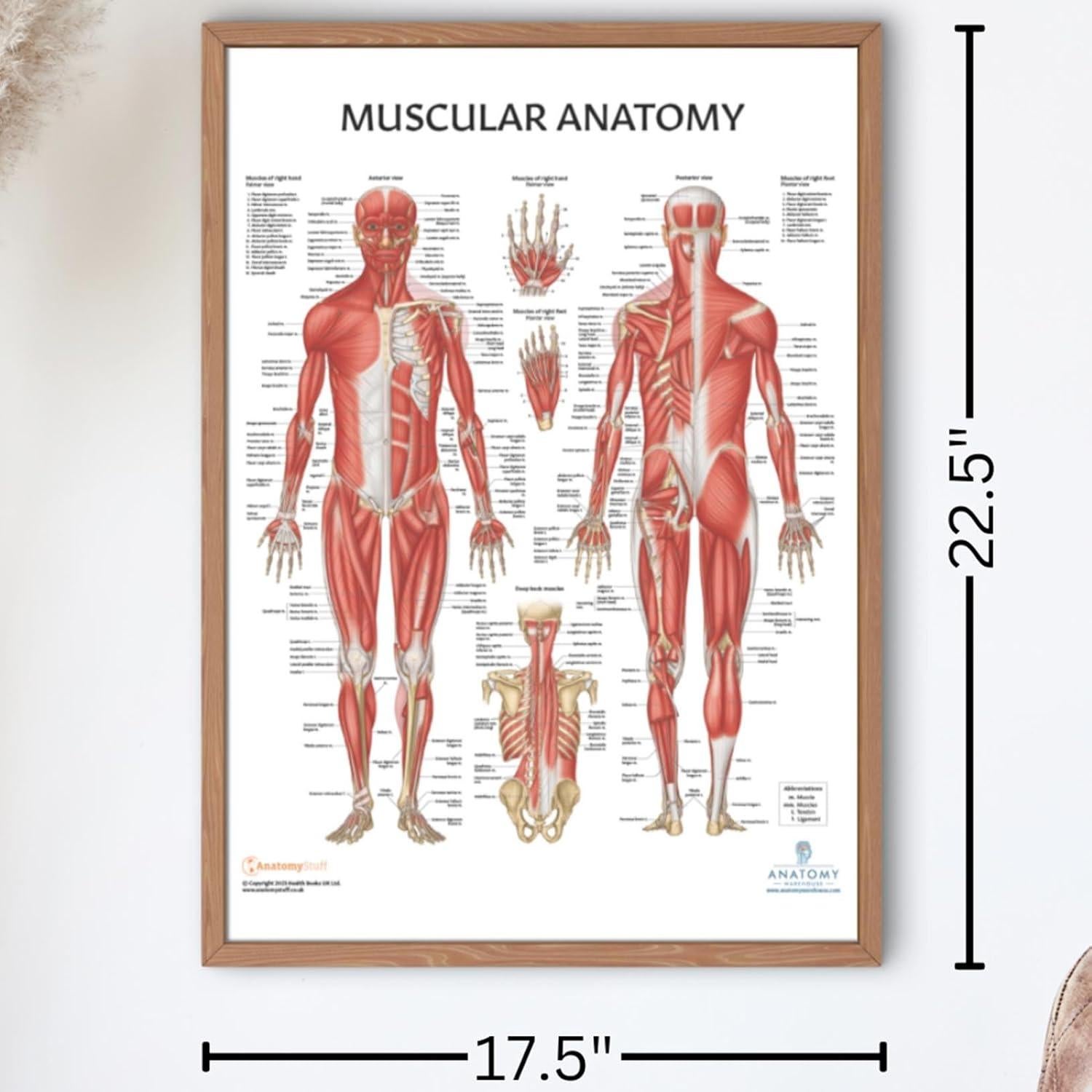 Gráfico Anatómico del Sistema Muscular Laminado 50.8x66cm