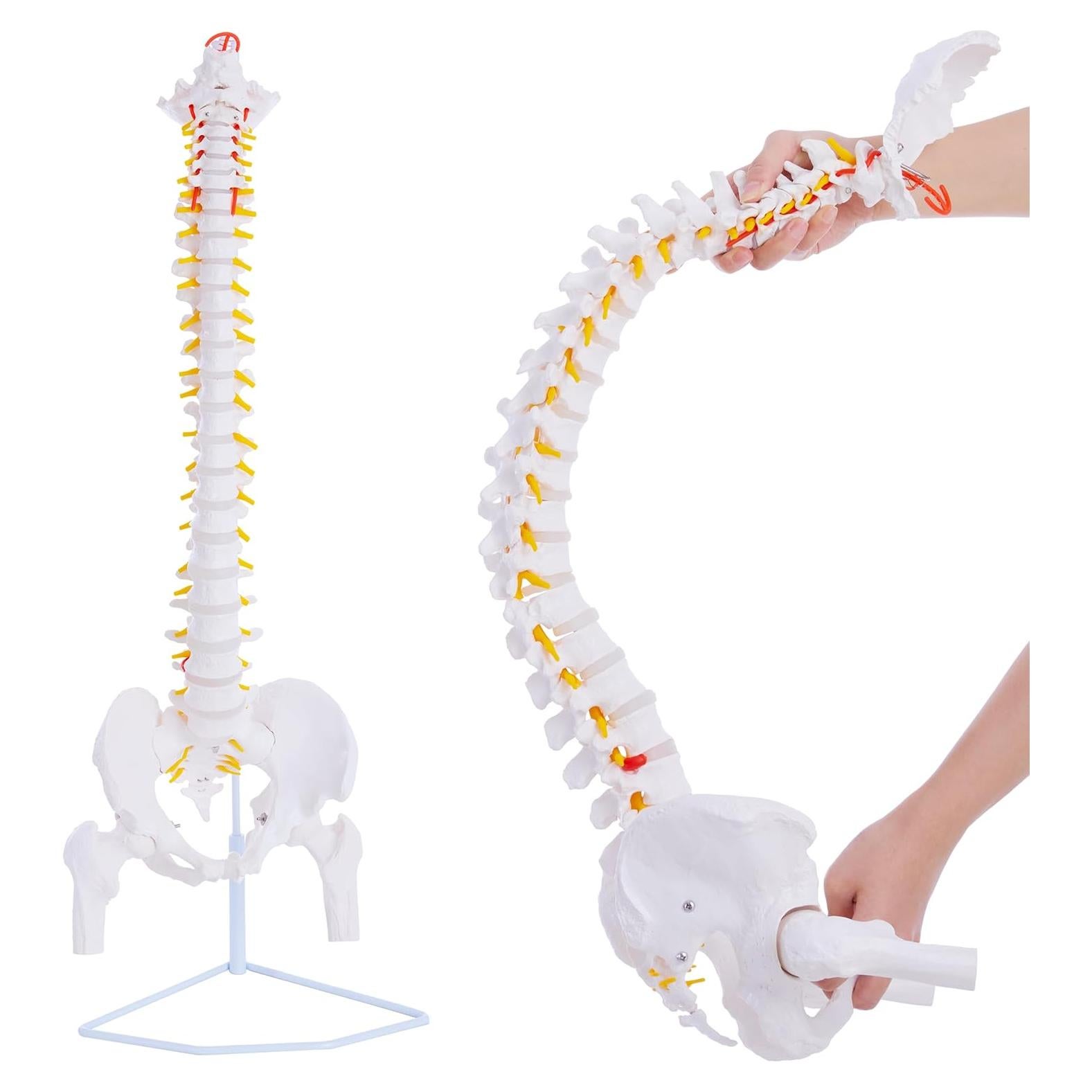 Modelo de Columna Vertebral Humana Ruiishunyy 87.8 cm Flexible