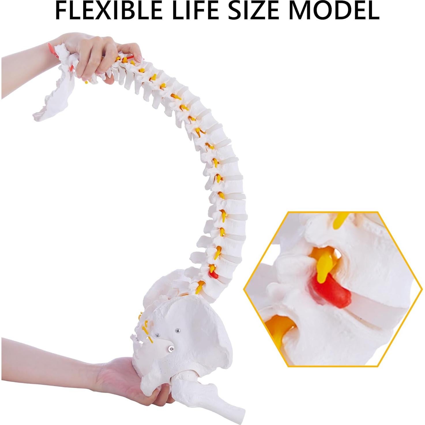 Modelo de Columna Vertebral Humana Ruiishunyy 87.8 cm Flexible