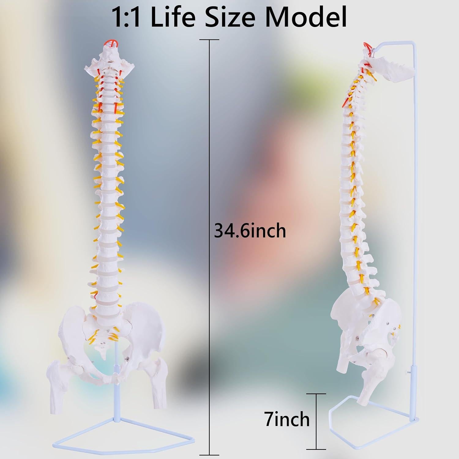 Modelo de Columna Vertebral Humana Ruiishunyy 87.8 cm Flexible