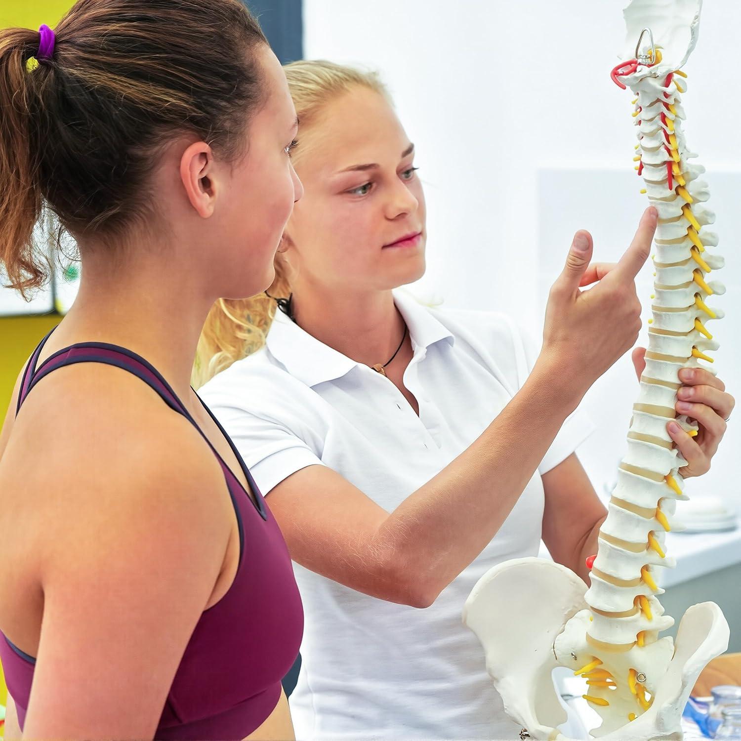 Modelo de Columna Vertebral Humana Ruiishunyy 87.8 cm Flexible