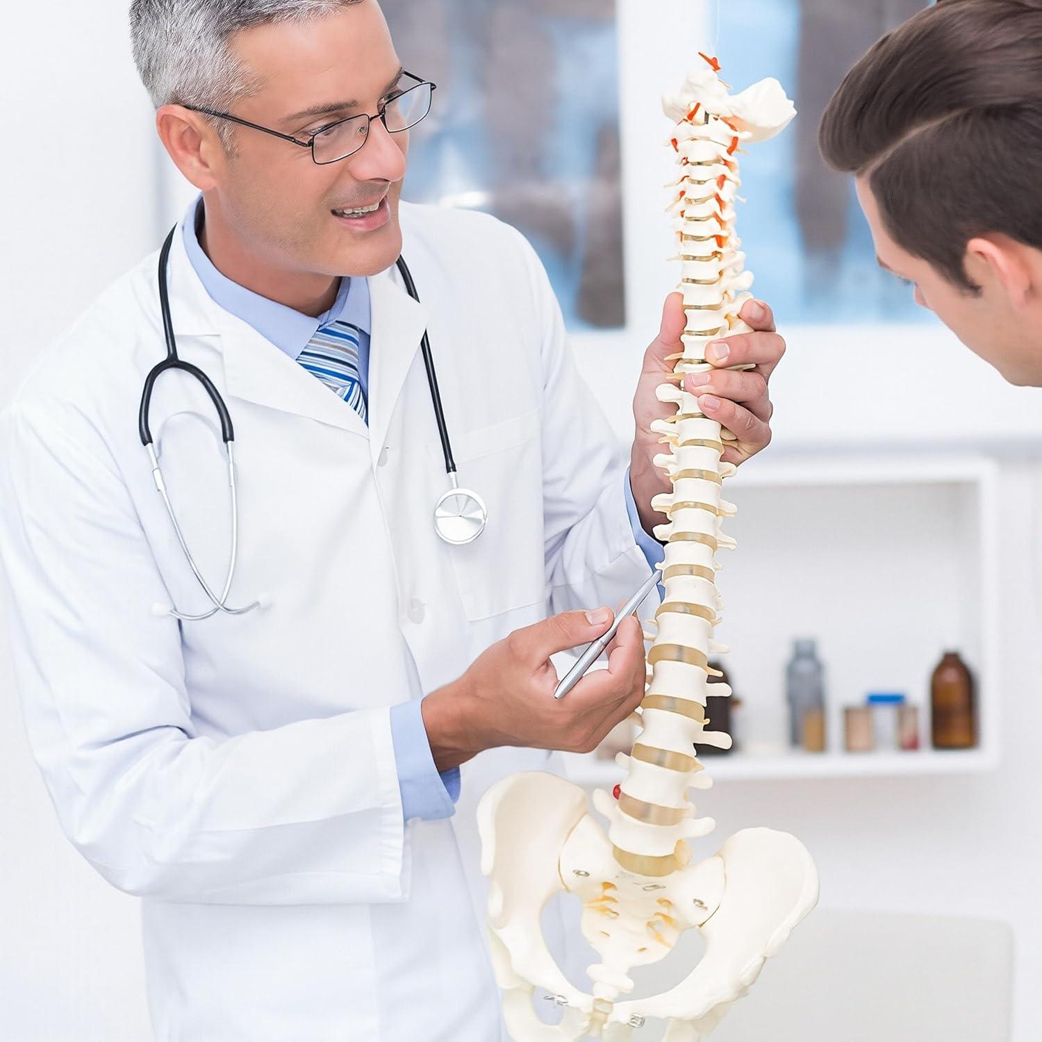 Modelo de Columna Vertebral Humana Ruiishunyy 87.8 cm Flexible