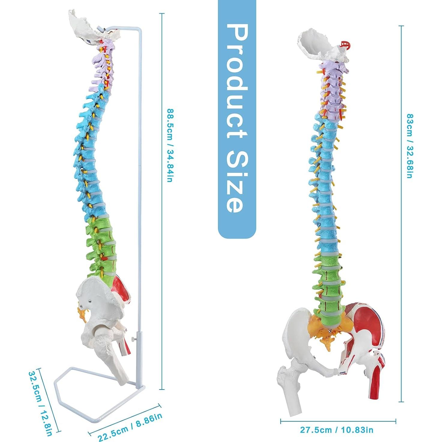 Modelo de Columna Vertebral Humana Flexible EVOTECH 88.5 cm