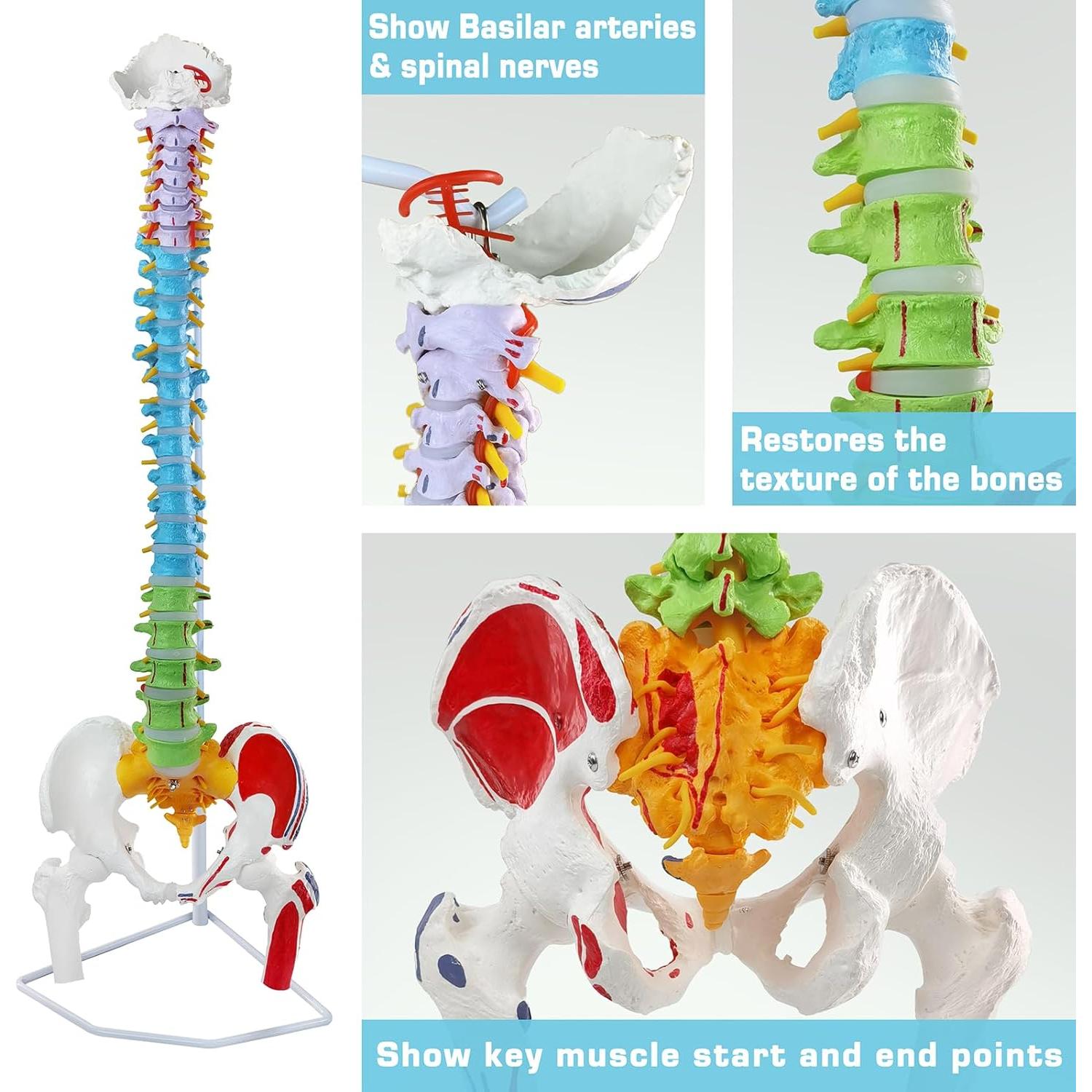 Modelo de Columna Vertebral Humana Flexible EVOTECH 88.5 cm