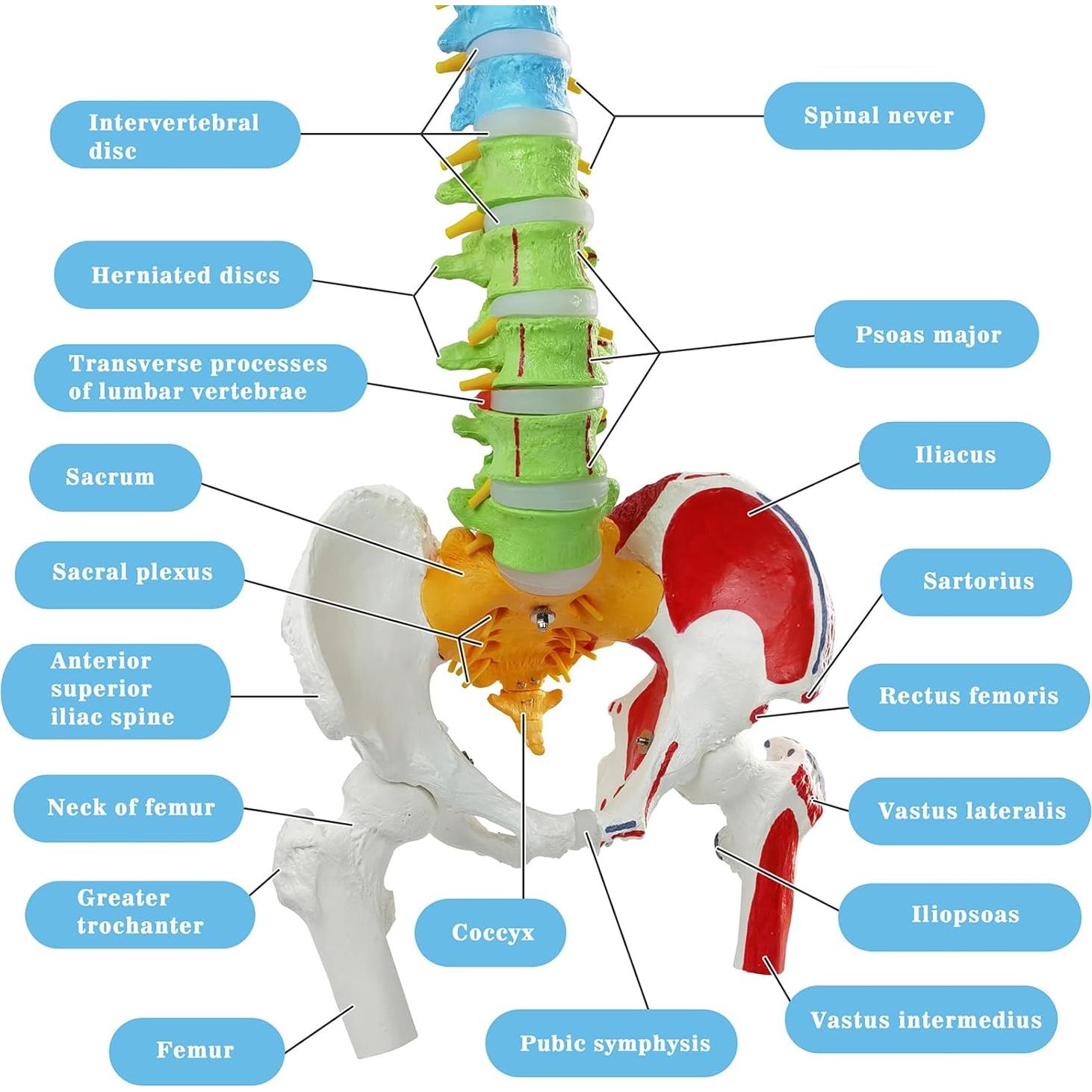 Modelo de Columna Vertebral Humana Flexible EVOTECH 88.5 cm