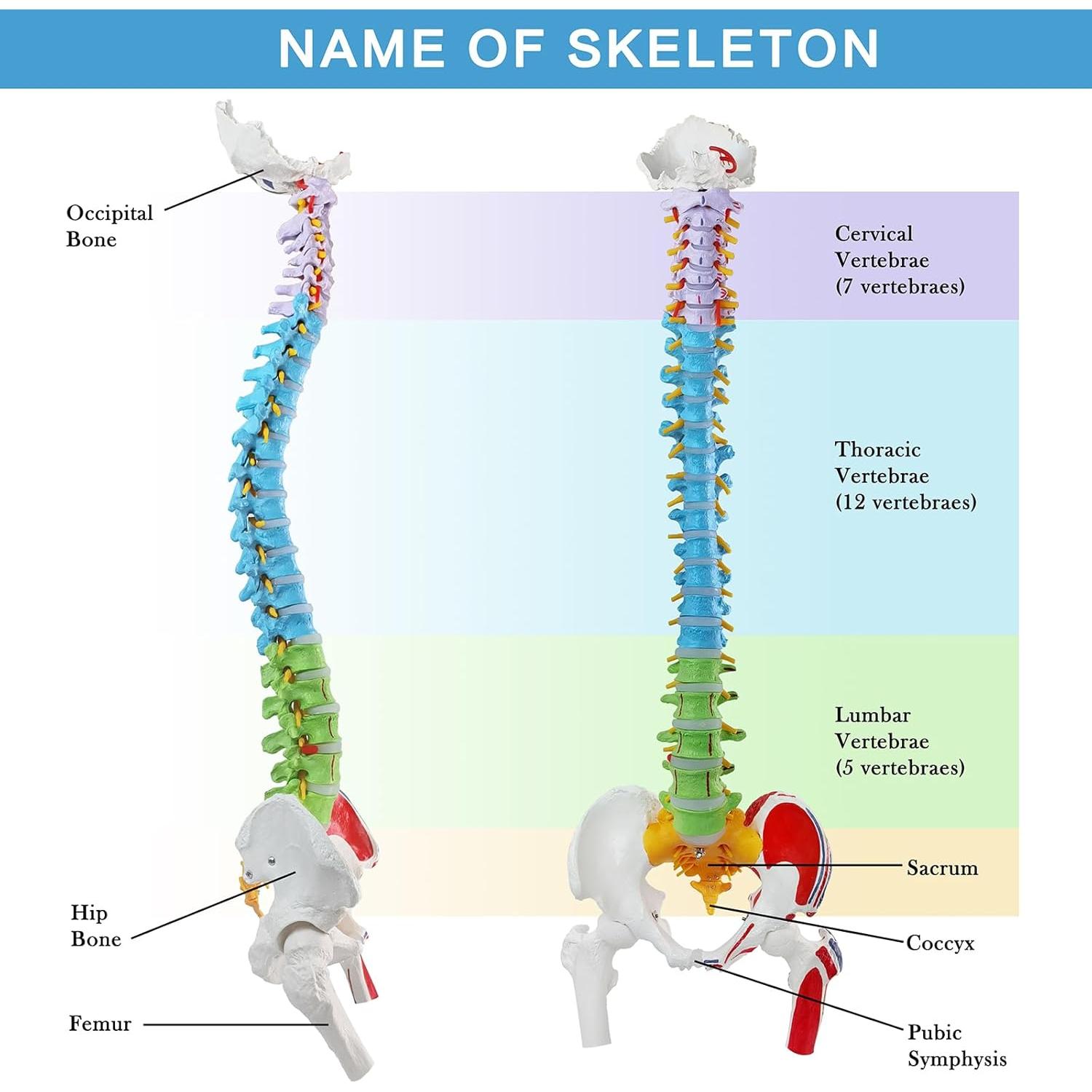 Modelo de Columna Vertebral Humana Flexible EVOTECH 88.5 cm