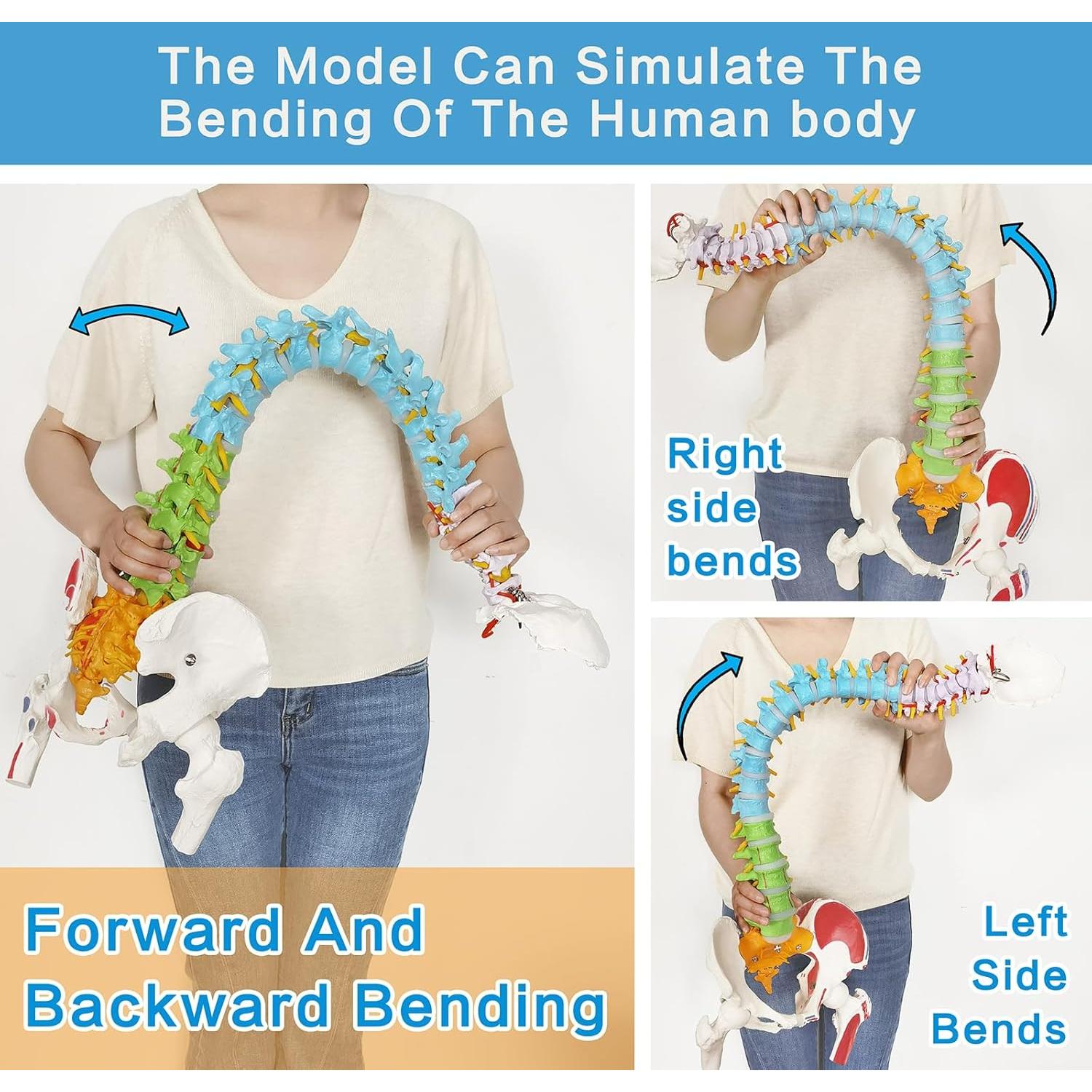 Modelo de Columna Vertebral Humana Flexible EVOTECH 88.5 cm