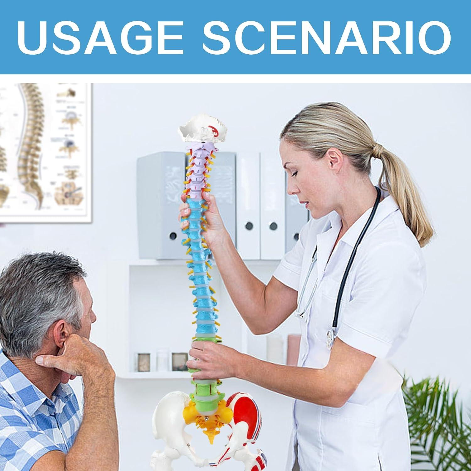 Modelo de Columna Vertebral Humana Flexible EVOTECH 88.5 cm