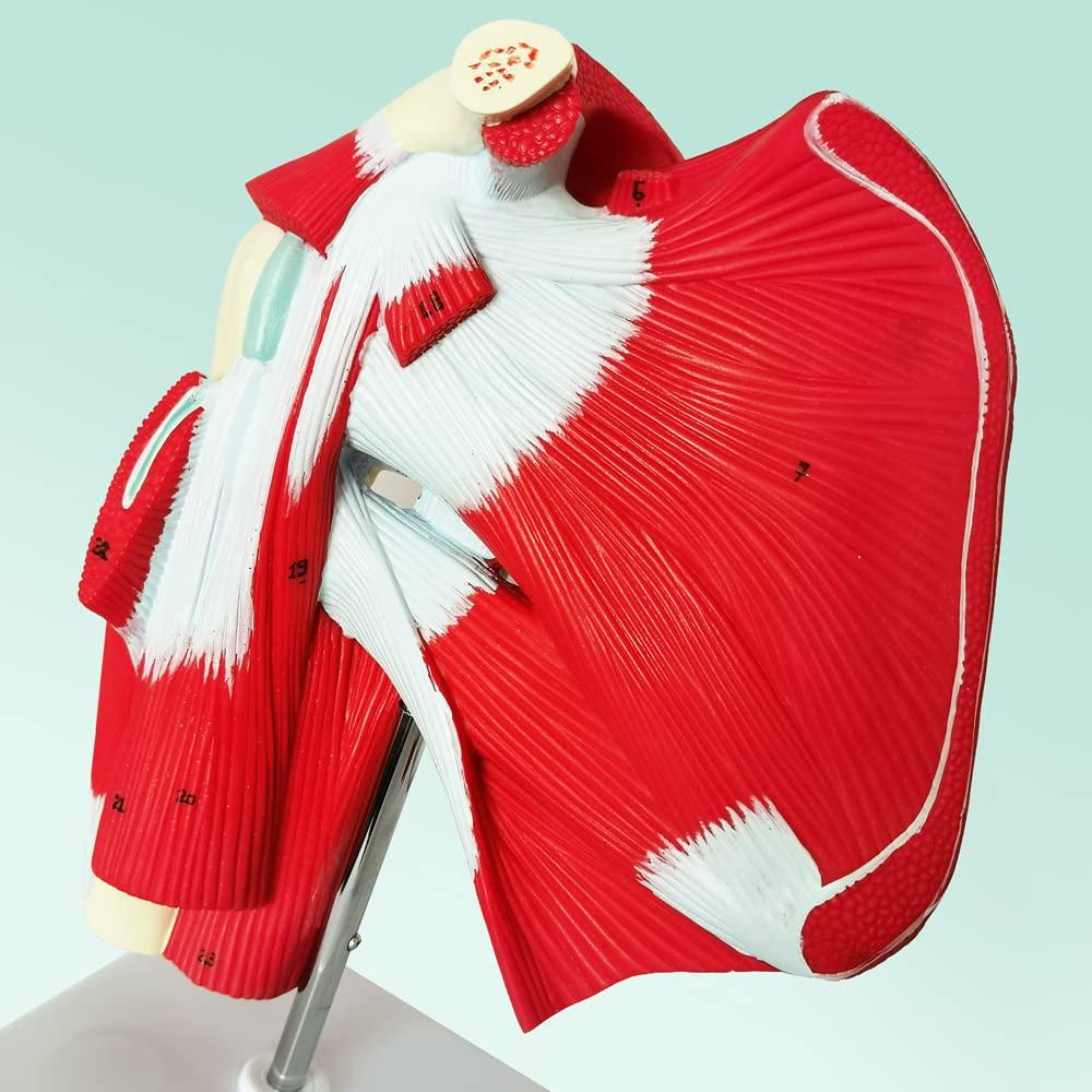 Modelo de Articulación del Hombro Musculoso NUEVO HORIZONTE 1:1