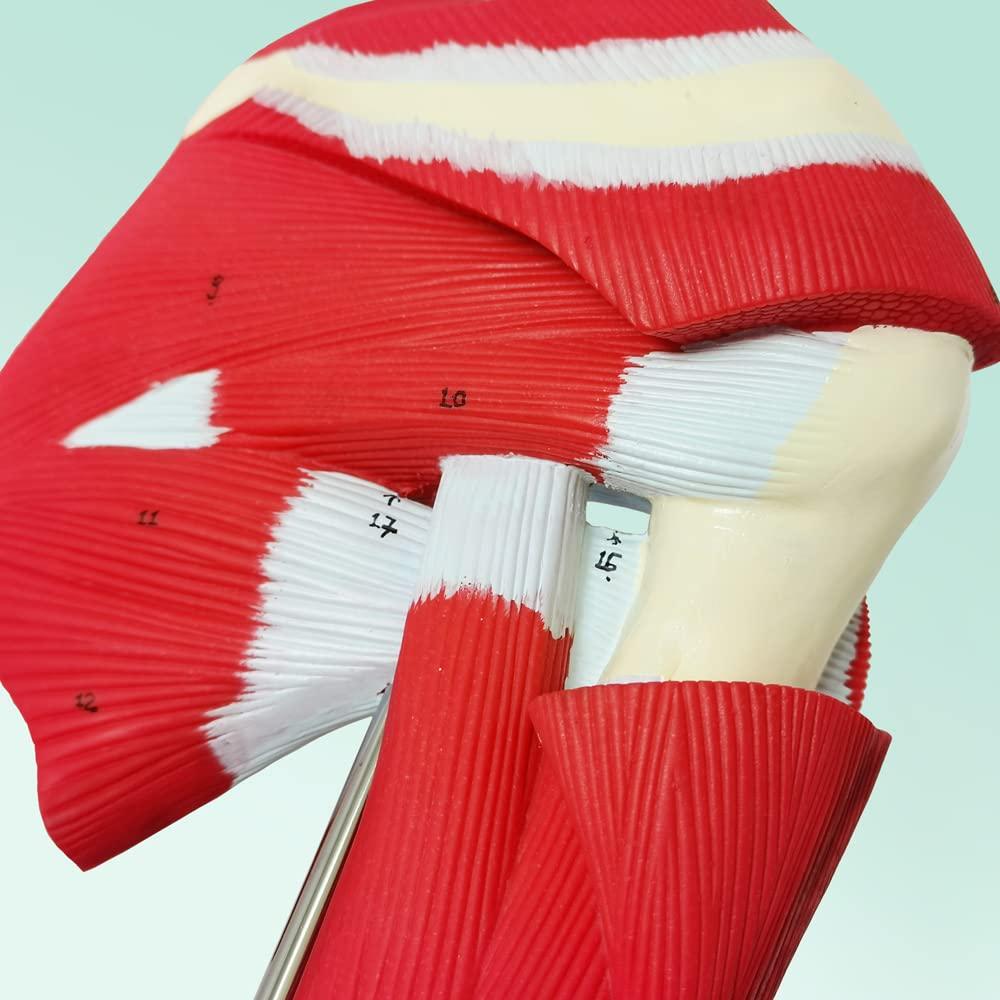 Modelo de Articulación del Hombro Musculoso NUEVO HORIZONTE 1:1