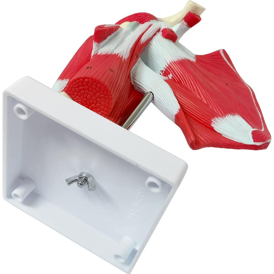 Modelo de Articulación del Hombro Musculoso NUEVO HORIZONTE 1:1
