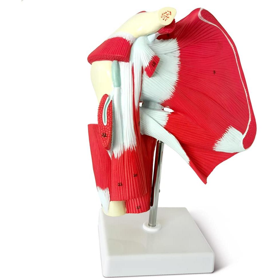 Modelo de Articulación del Hombro Musculoso NUEVO HORIZONTE 1:1