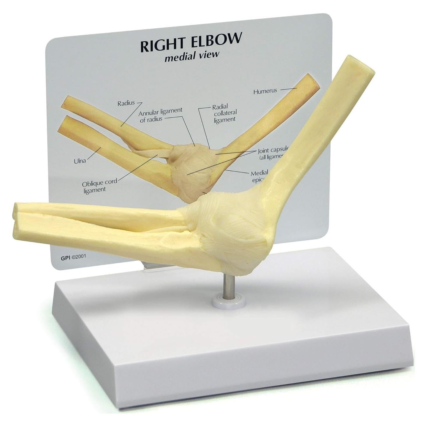 Modelo de Codo Derecho GPI Anatomicals 21.6x5.7 cm