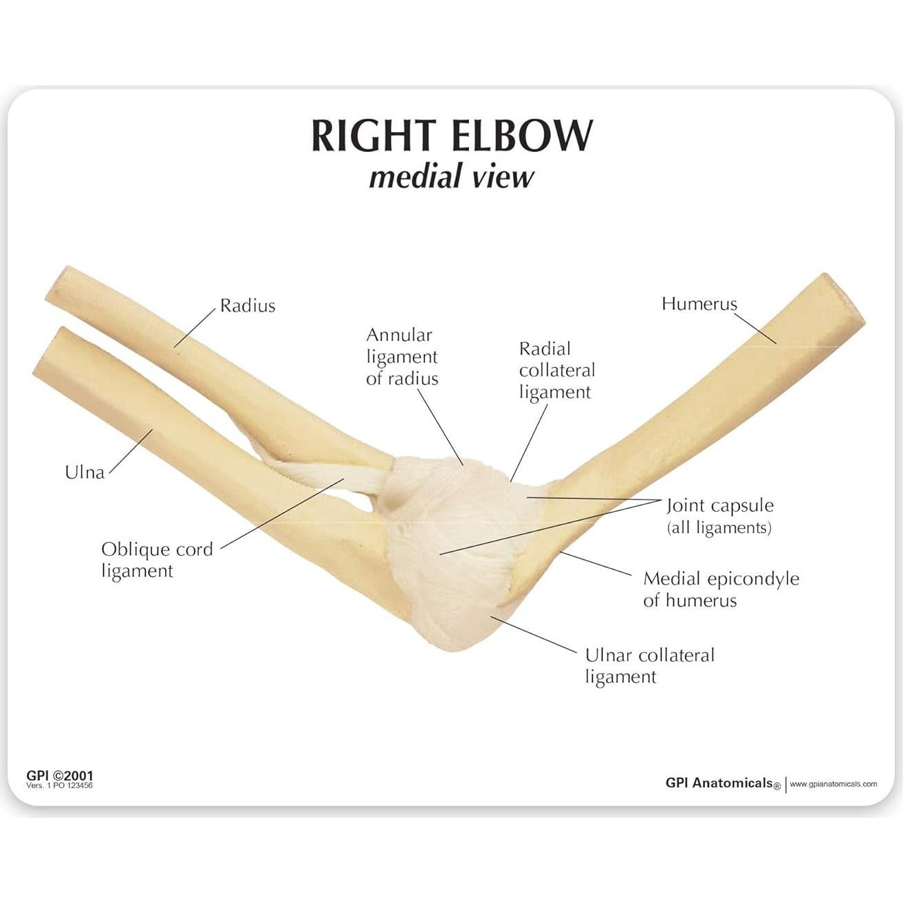 Modelo de Codo Derecho GPI Anatomicals 21.6x5.7 cm