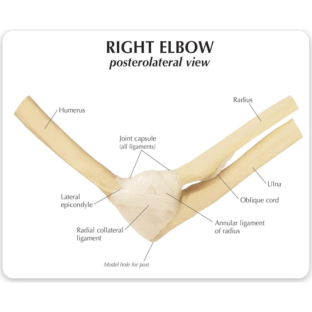 Modelo de Codo Derecho GPI Anatomicals 21.6x5.7 cm