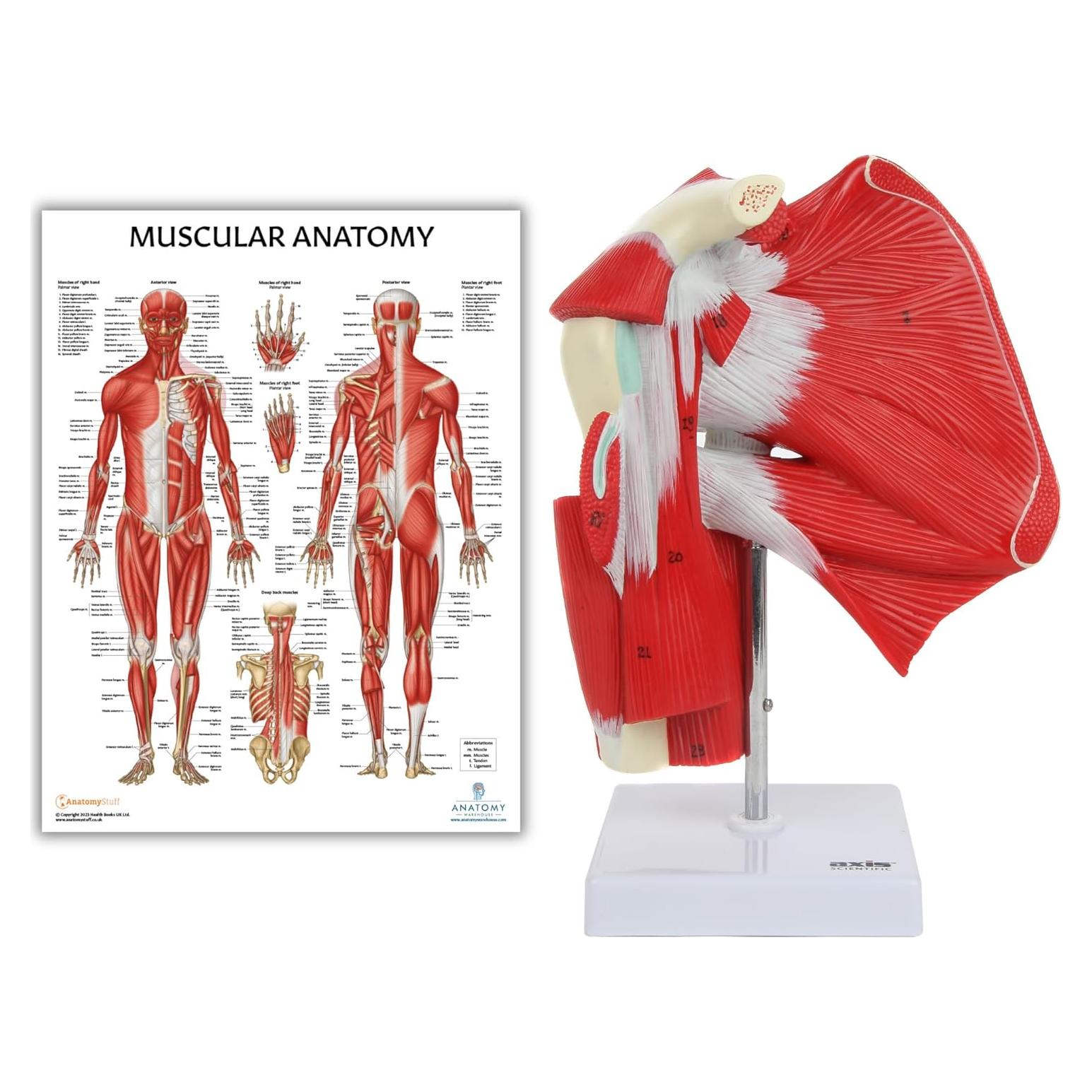 Modelo Anatómico Articulación Hombro Musculoso Axis Scientific 25.4cm
