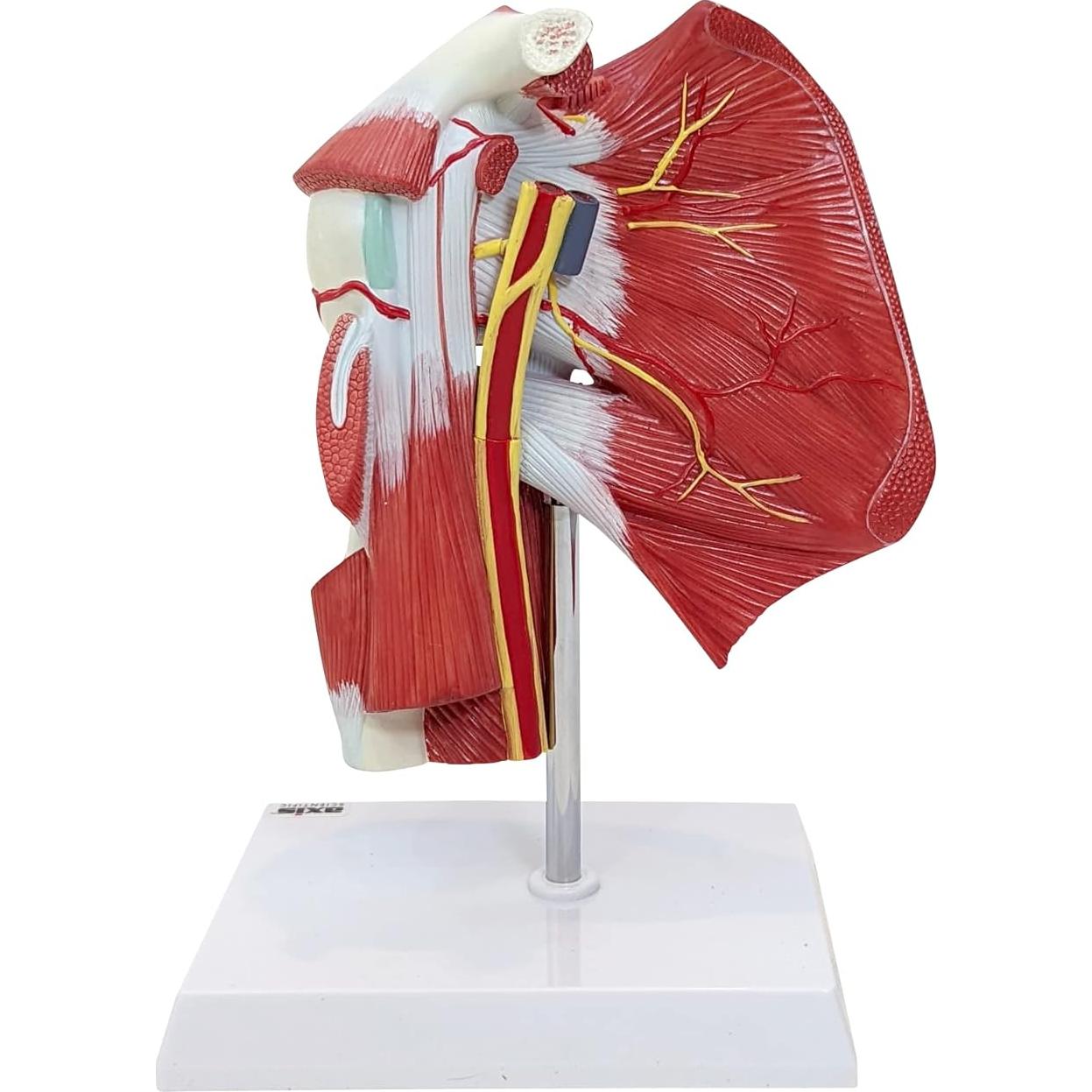 Modelo Anatómico Articulación Hombro Musculoso Axis Scientific 25.4cm