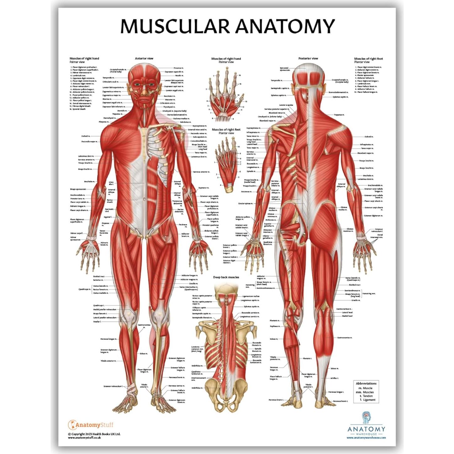 Modelo Anatómico Articulación Hombro Musculoso Axis Scientific 25.4cm
