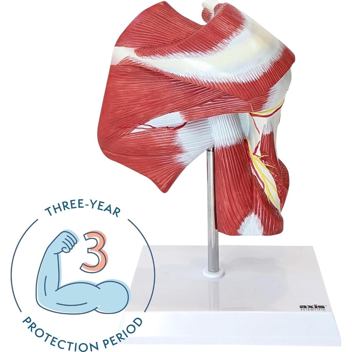 Modelo Anatómico Articulación Hombro Musculoso Axis Scientific 25.4cm