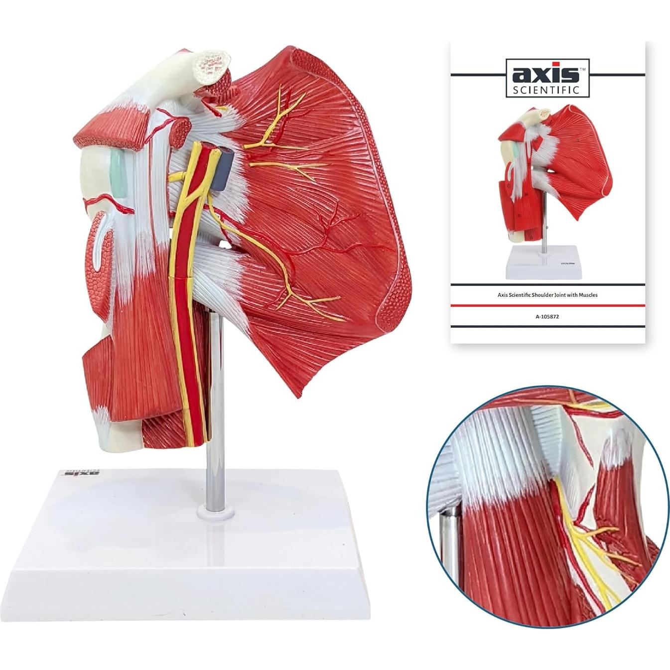 Modelo Anatómico Articulación Hombro Musculoso Axis Scientific 25.4cm