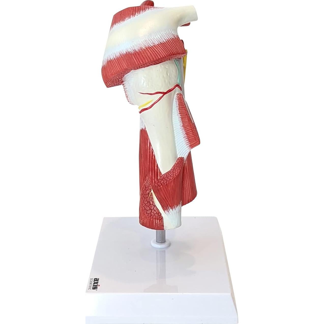 Modelo Anatómico Articulación Hombro Musculoso Axis Scientific 25.4cm