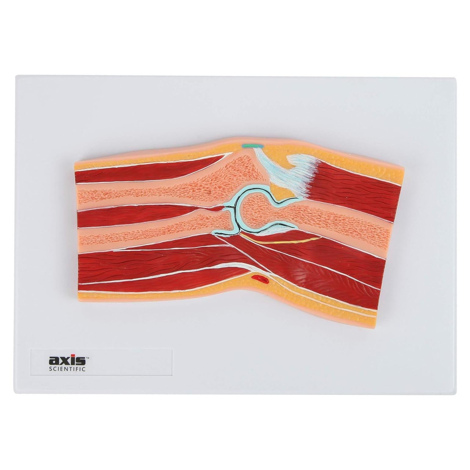 Modelo de Anatomía del Codo Axis Scientific 100% Correcto