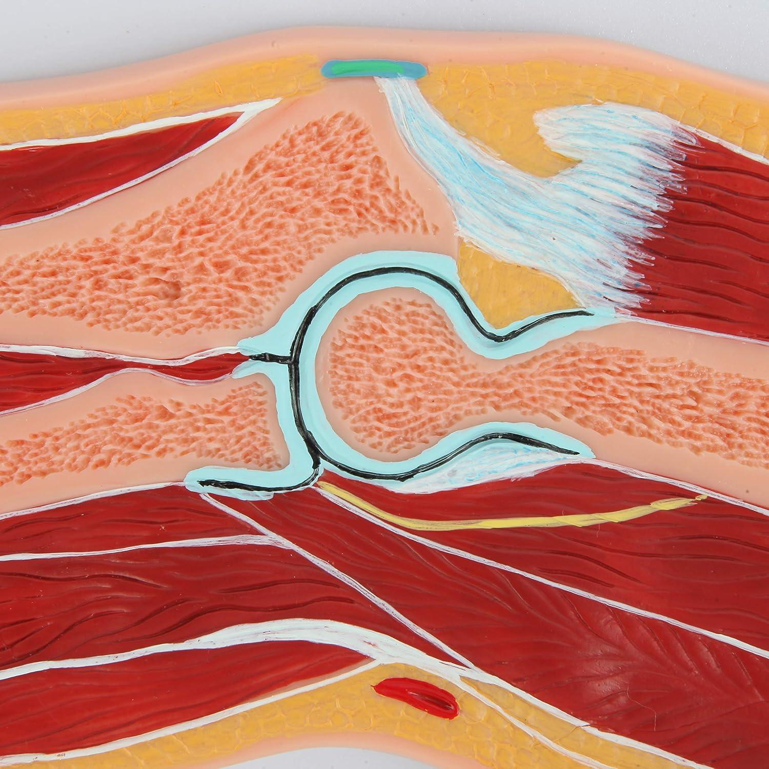 Modelo de Anatomía del Codo Axis Scientific 100% Correcto