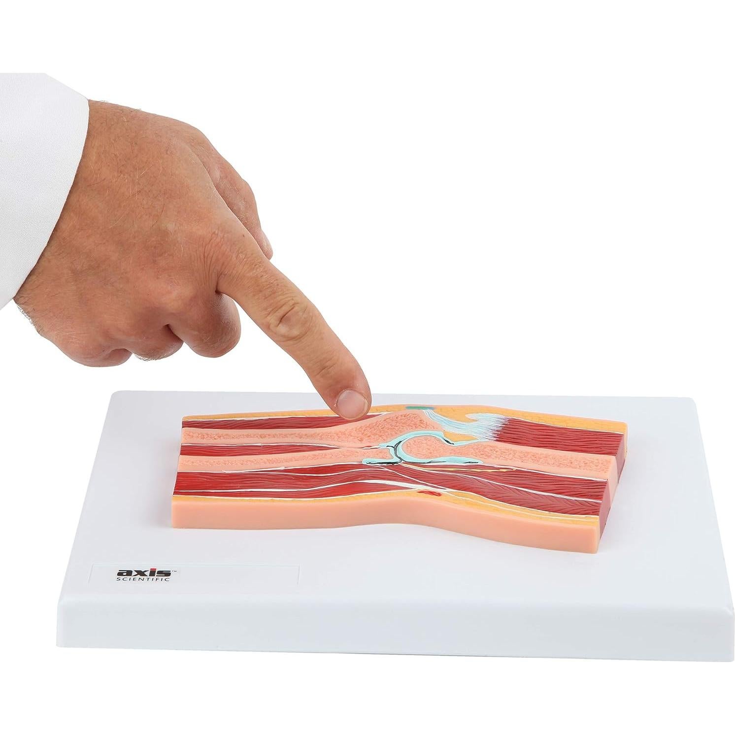 Modelo de Anatomía del Codo Axis Scientific 100% Correcto