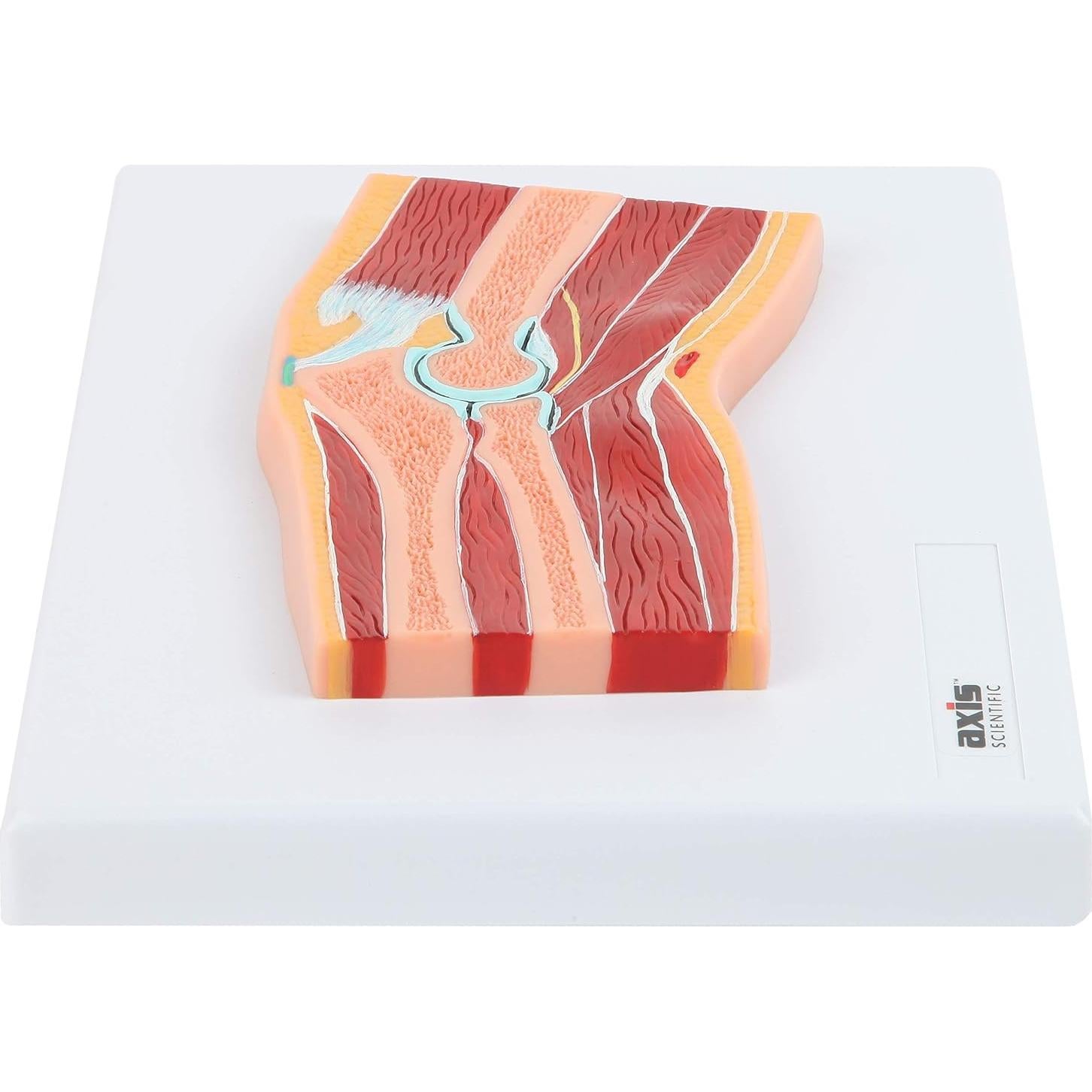 Modelo de Anatomía del Codo Axis Scientific 100% Correcto